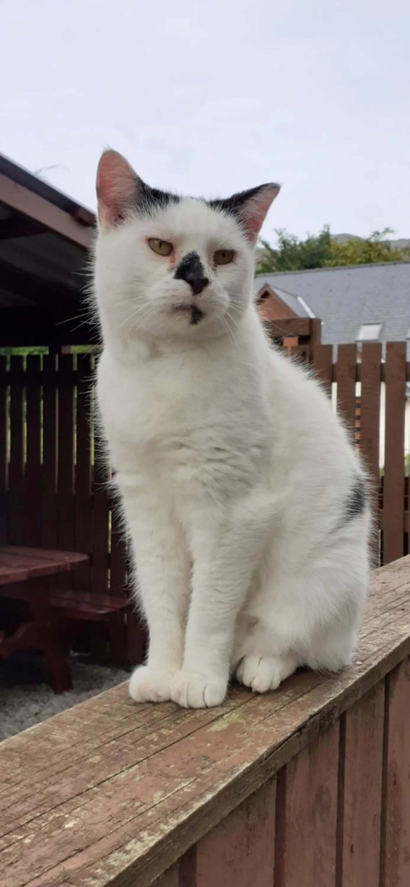 Pets in Beechwood Cottage B&B