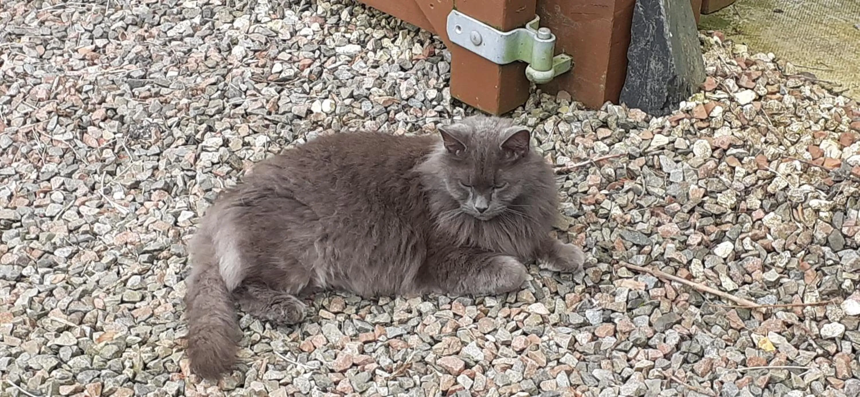 Pets in Beechwood Cottage B&B