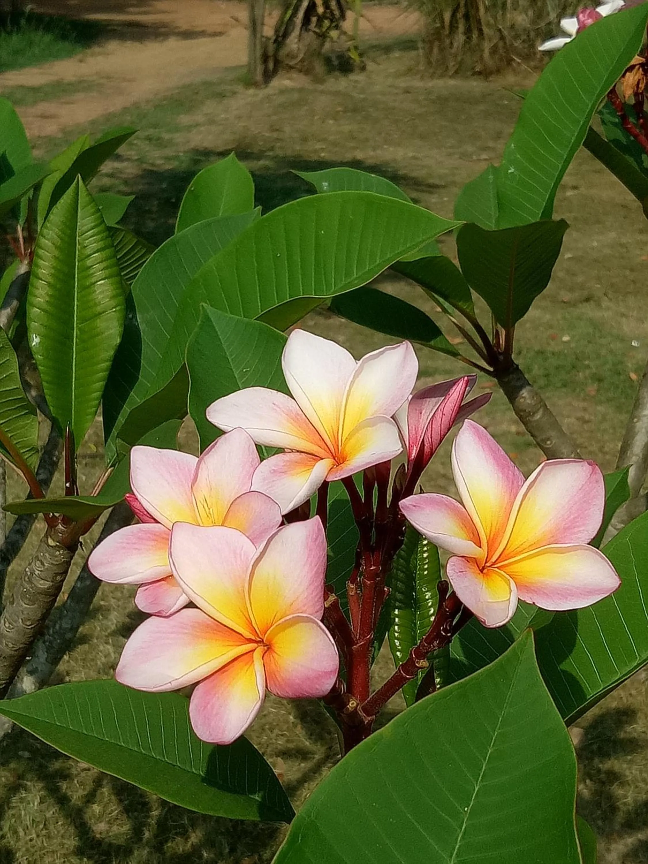 Kum Nangpaya