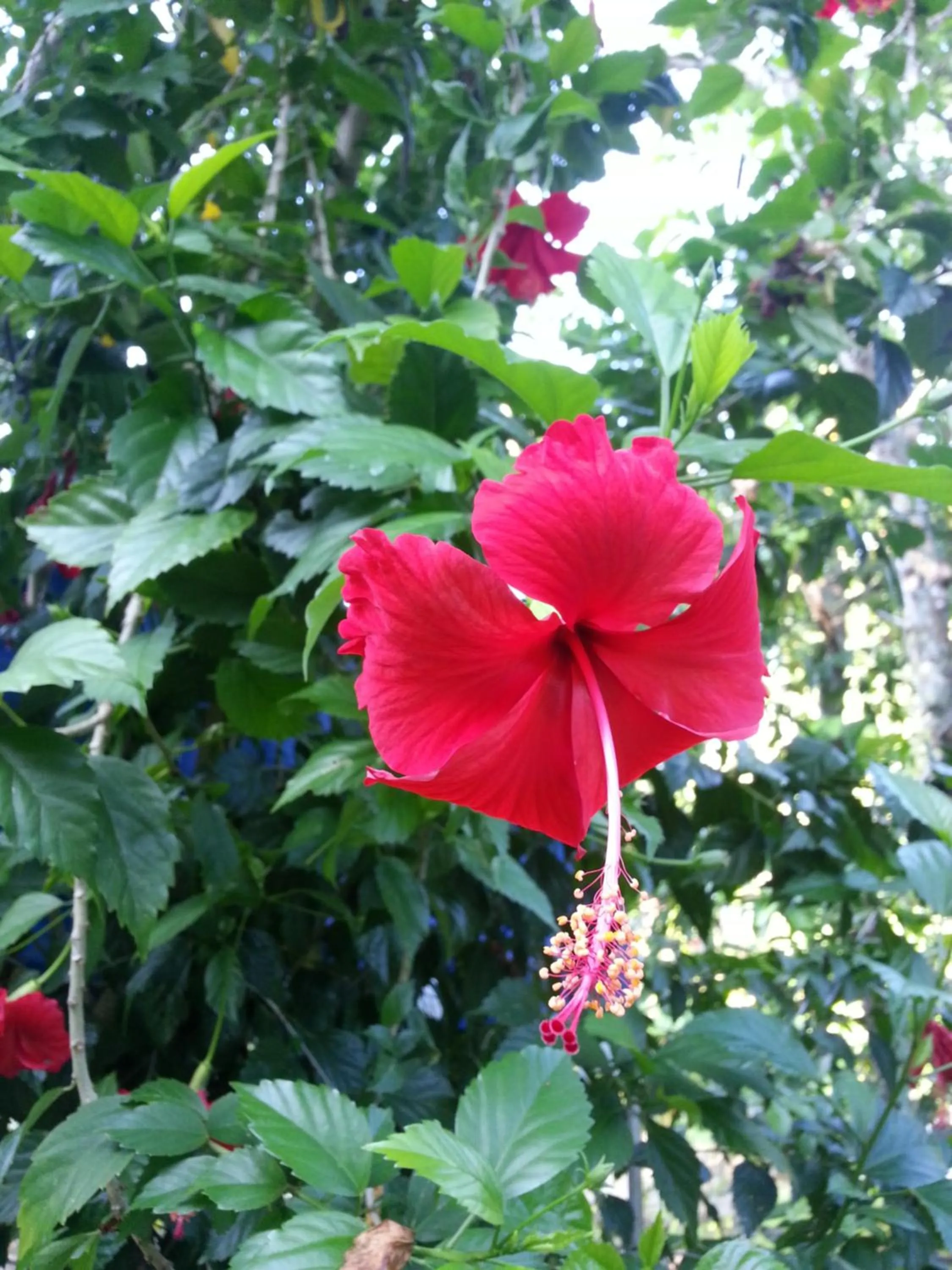 Garden in La Vida Hostel Samal Island