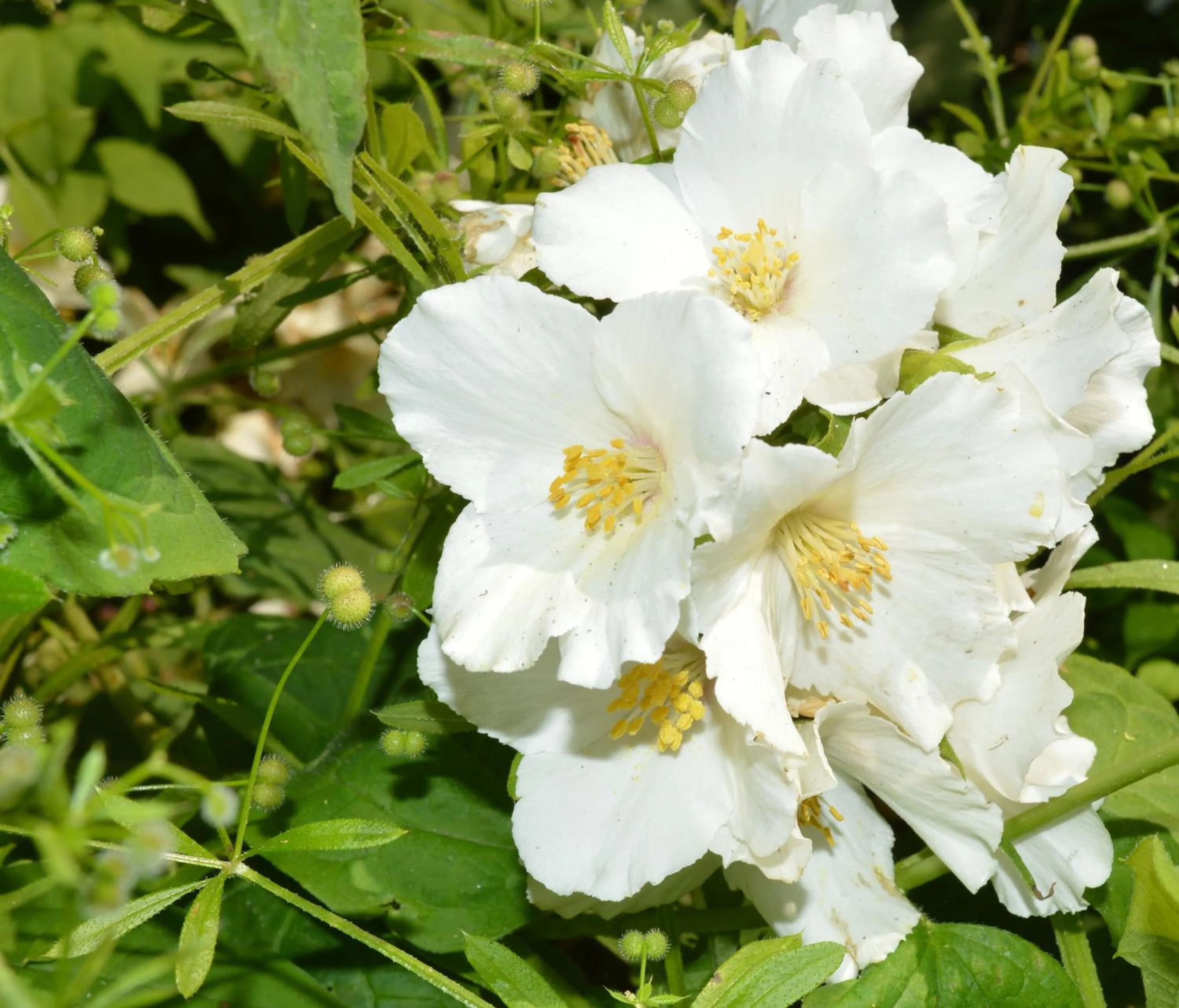 Natural landscape in The Silverdale Hotel
