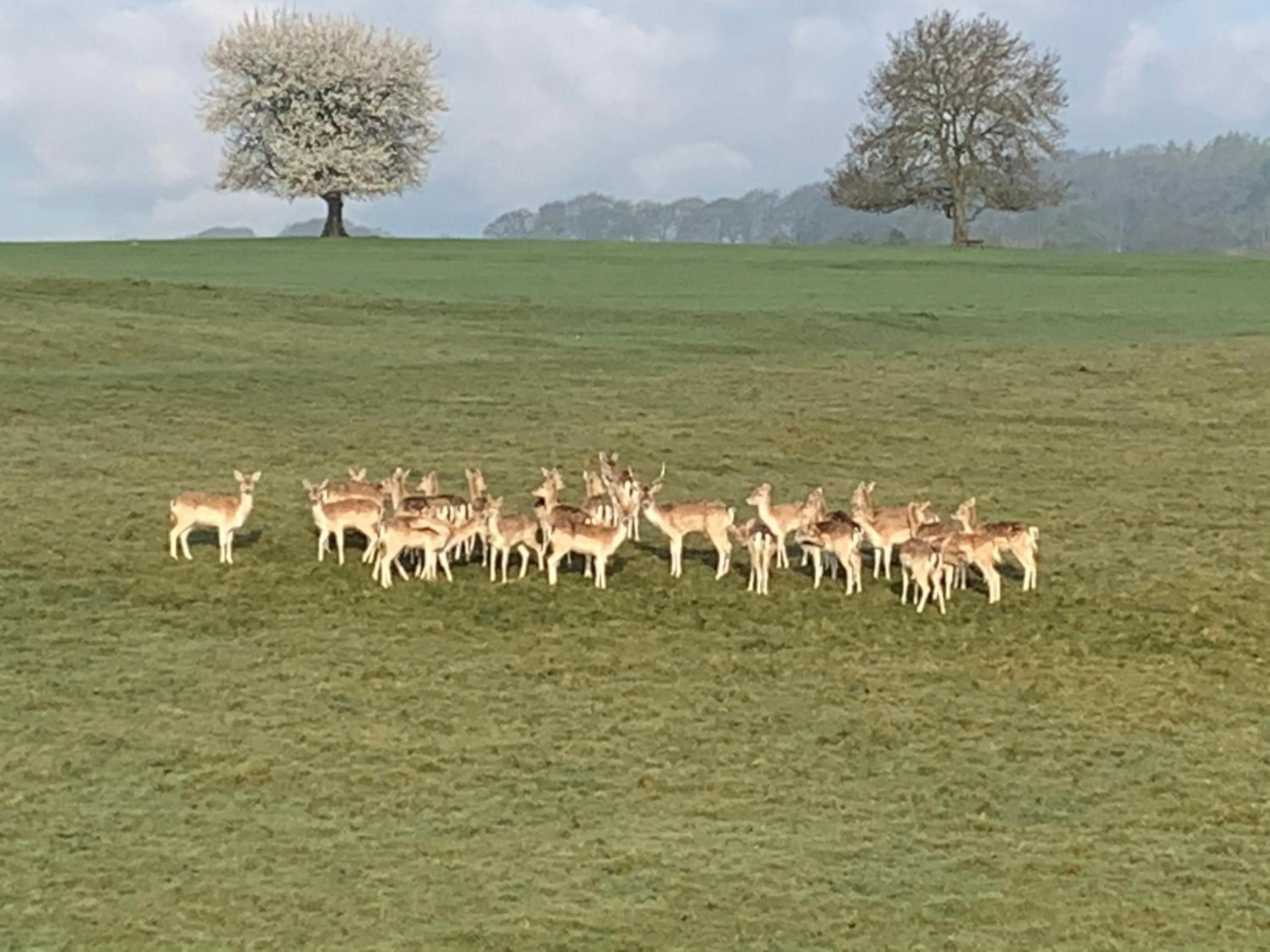 Animals in Slayleigh B&B, Matlock