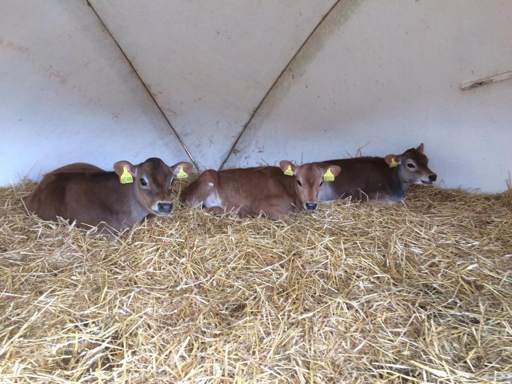 Animals in Trecorme Barton