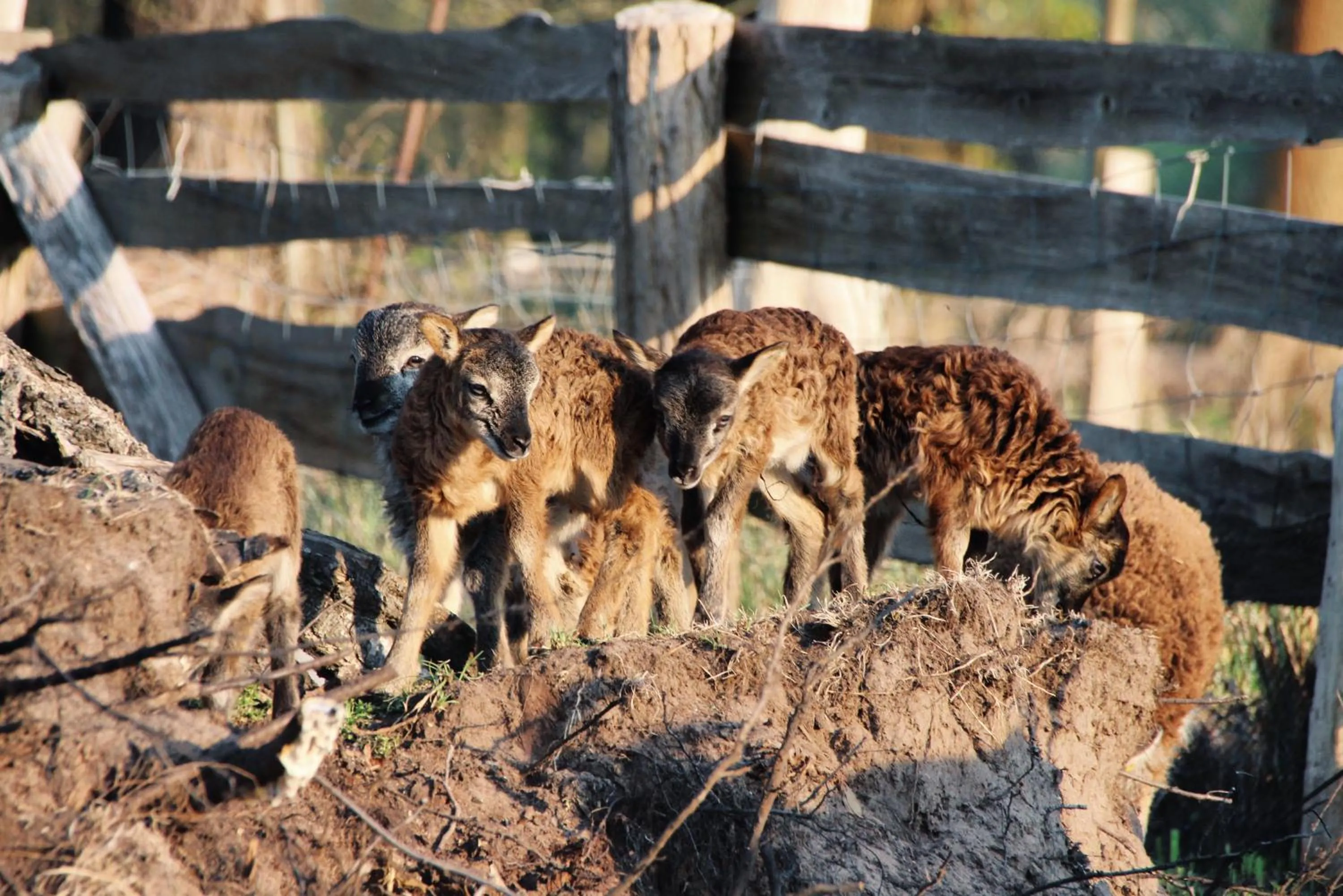 Animals in Landgasthof Zur Wildbahn