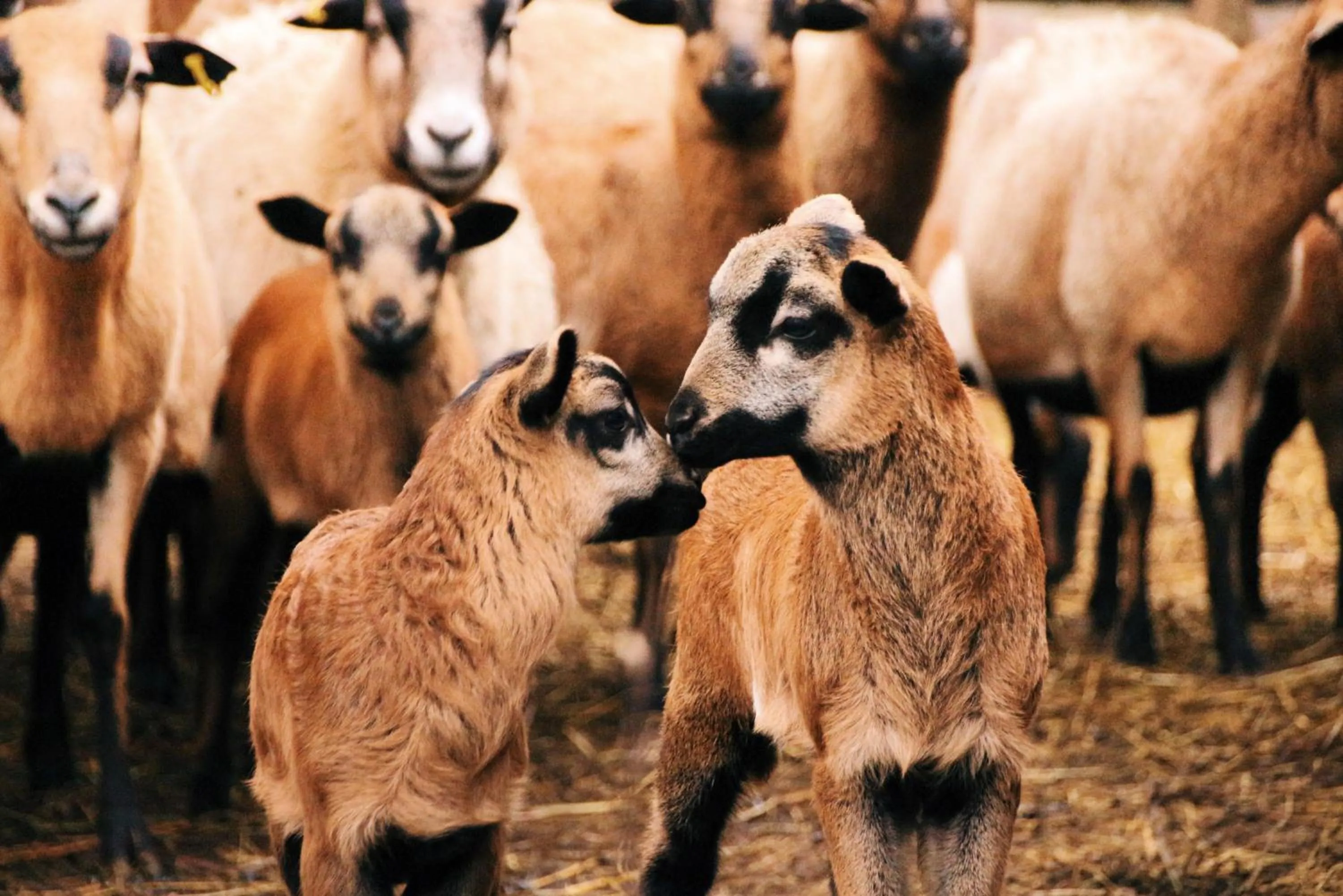 Animals in Landgasthof Zur Wildbahn