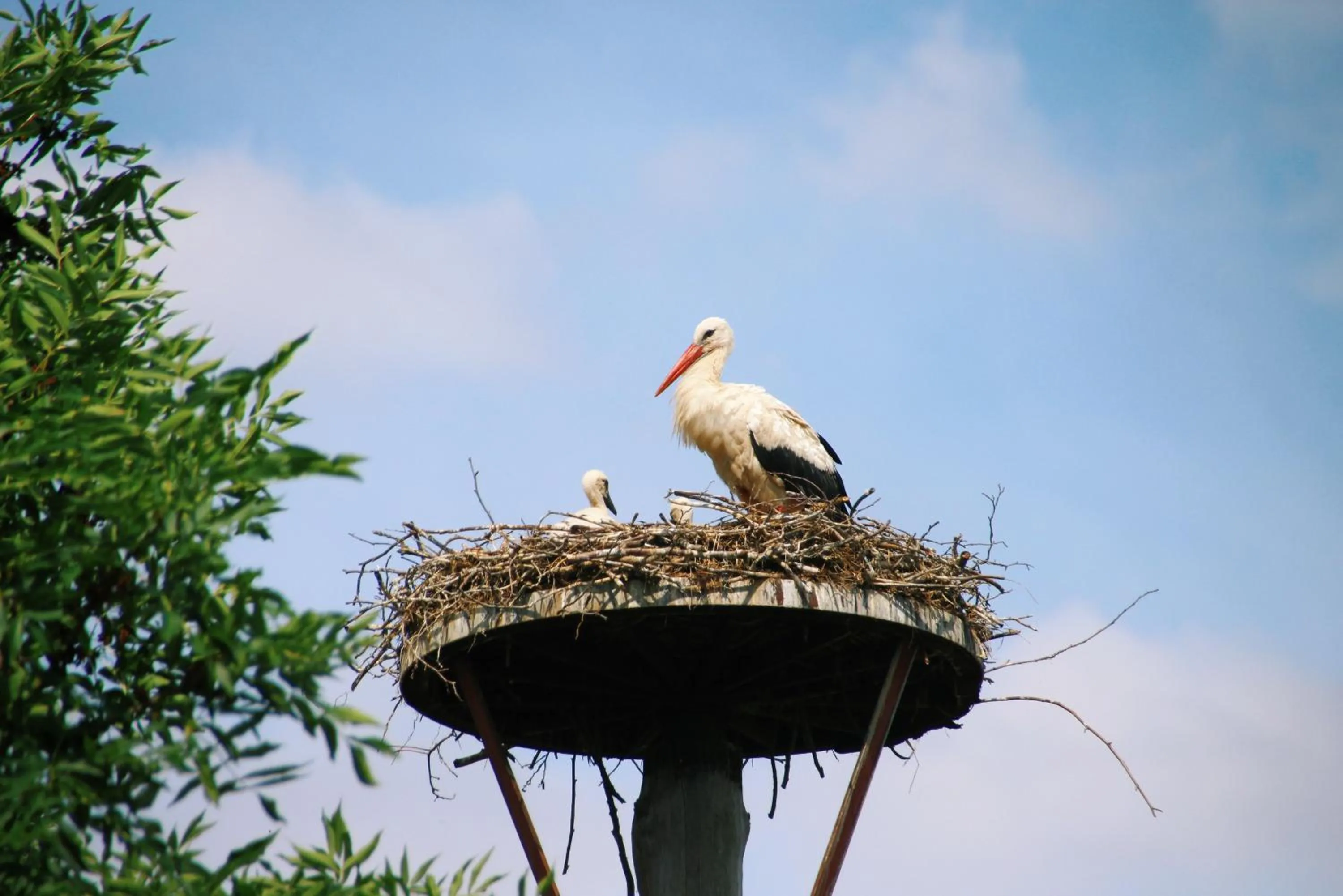 Animals in Landgasthof Zur Wildbahn