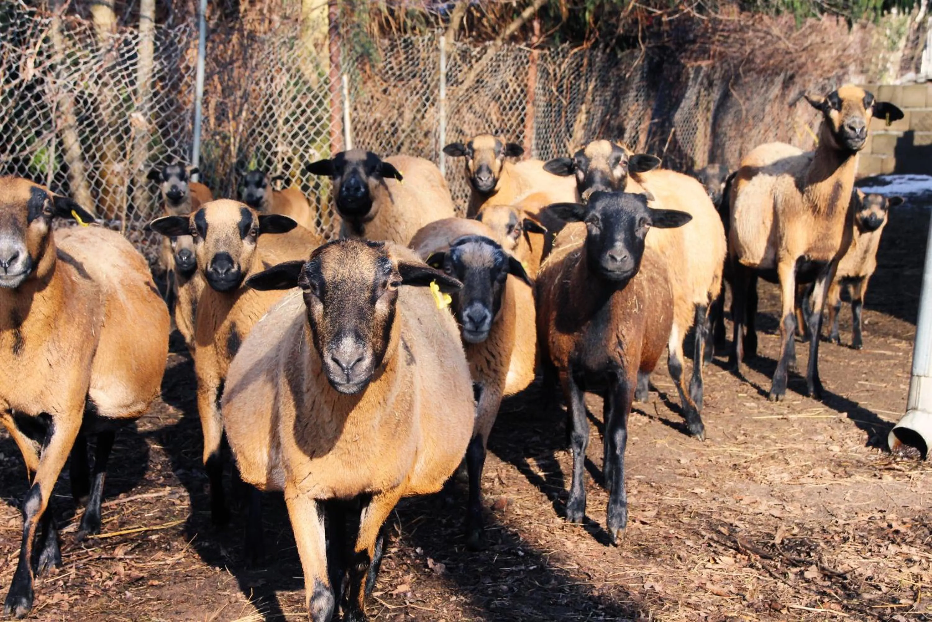 Animals in Landgasthof Zur Wildbahn