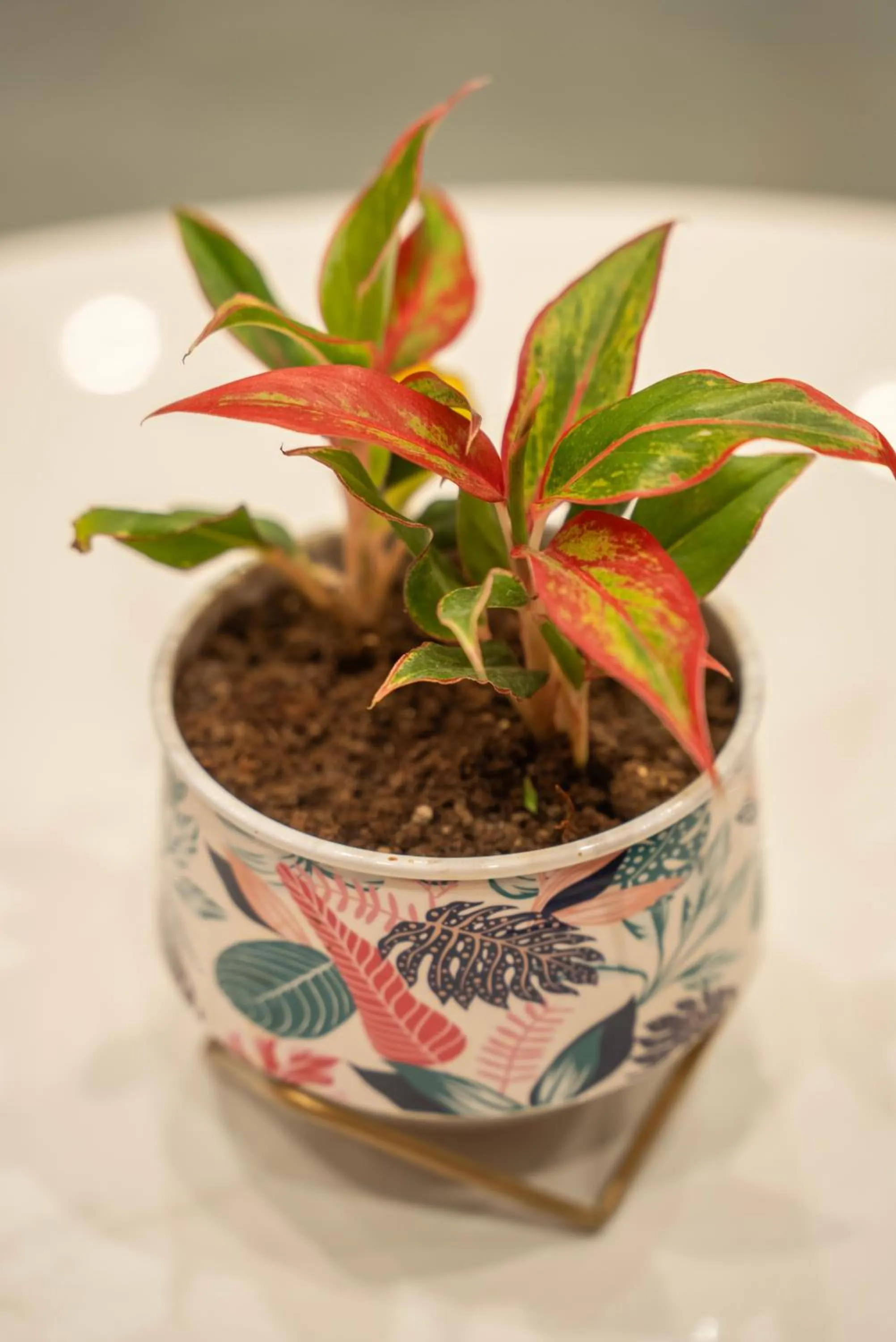 Banquet/Function facilities in The White Roots Hotel