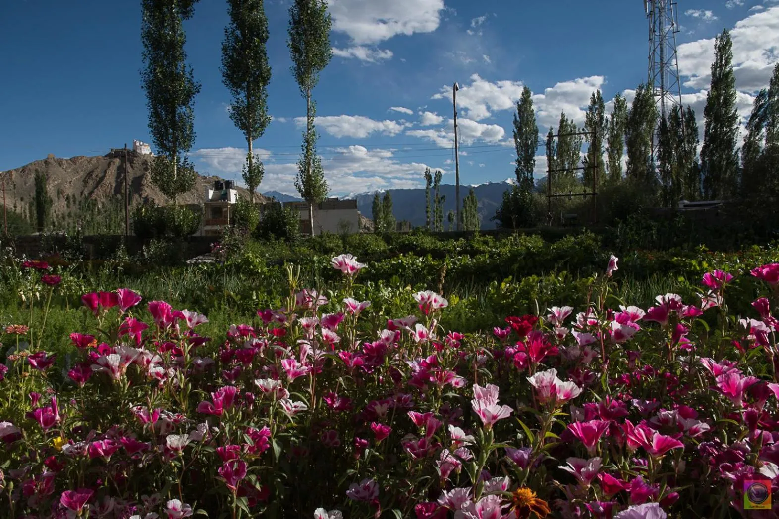 Garden in Shaolin Ladakh