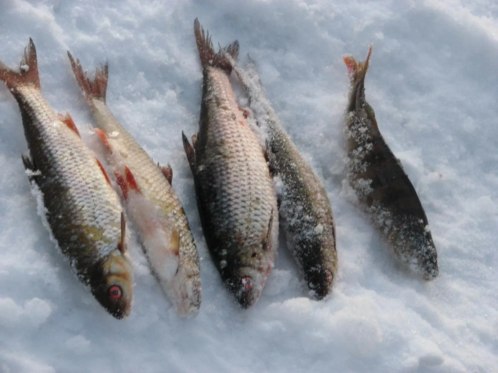 Fishing in Ollilan Lomamajat