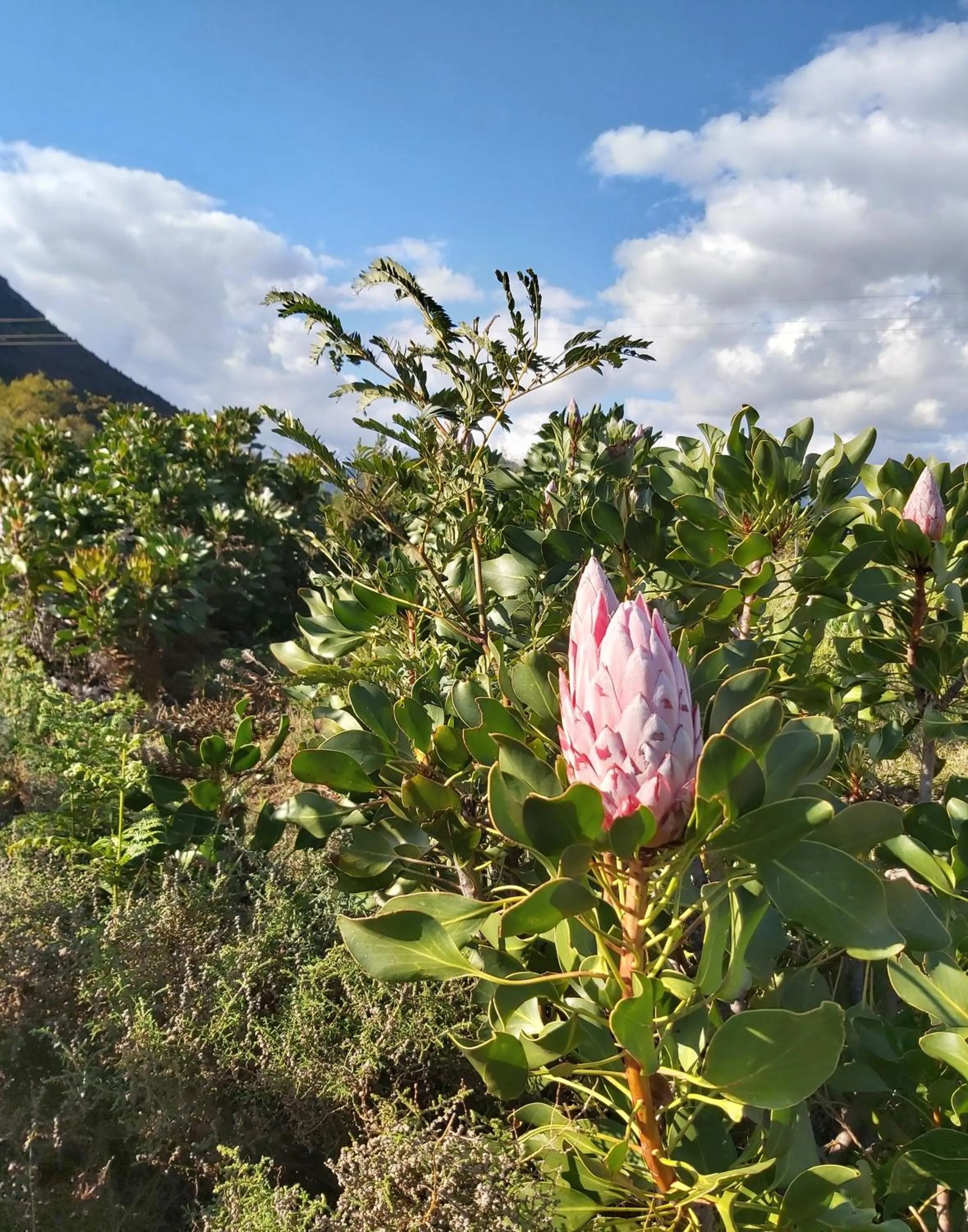 Natural landscape in Le Petit Bijou Aparthotel