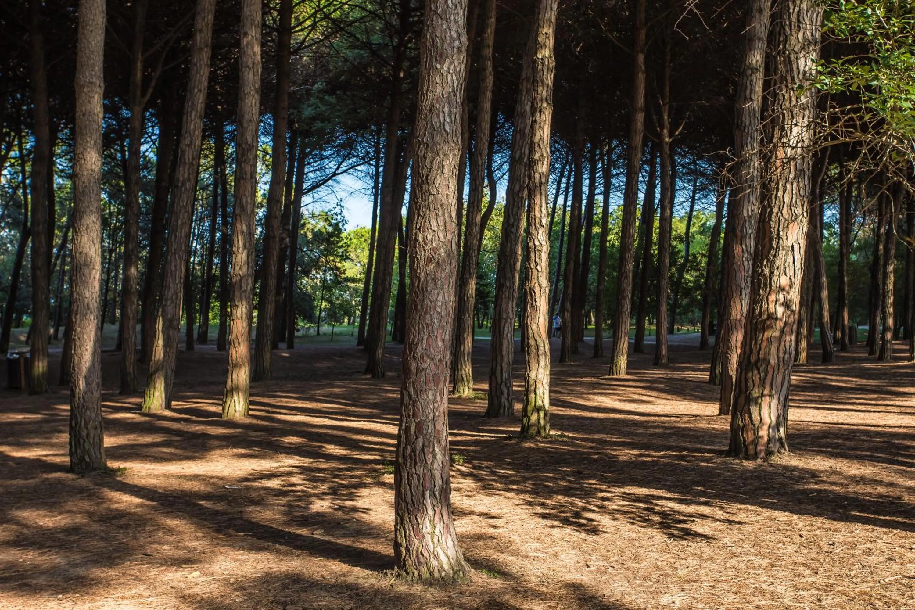 Natural landscape in Hotel Garden