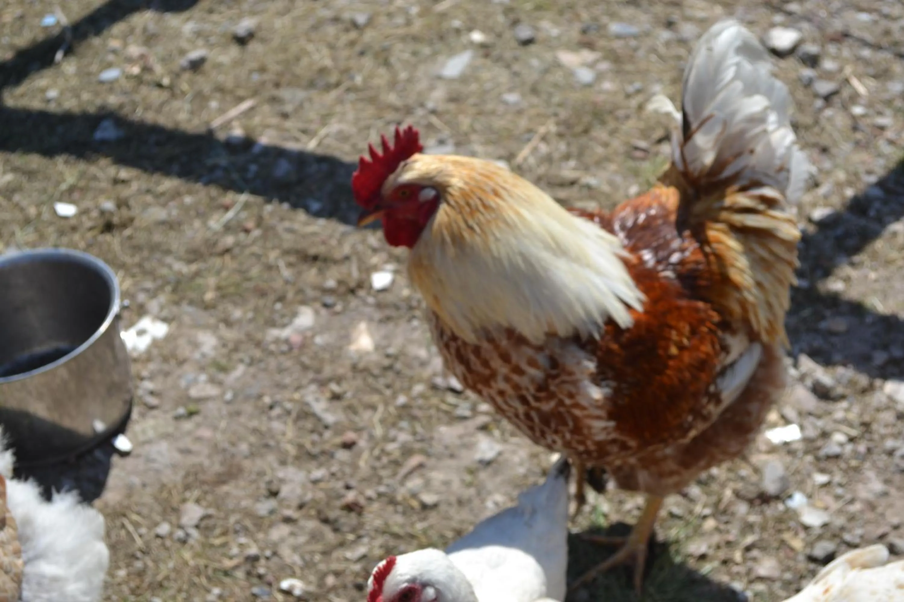 Animals in Hotel & Ferienunterkünfte Hus Seeblick