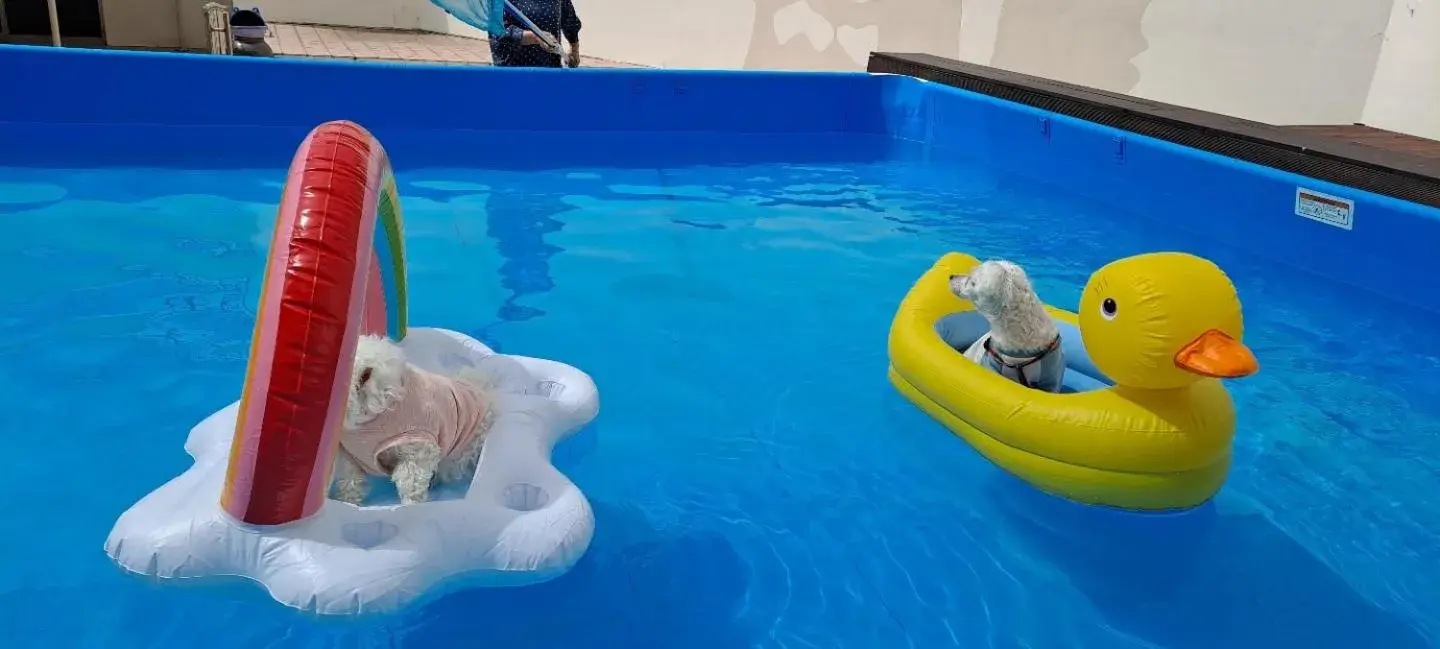 Swimming pool in Hi Jeju Hotel Swimming pool in Hi Jeju Hotel