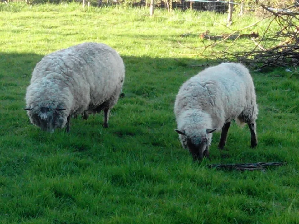 Property building in Logis de Riparfonds