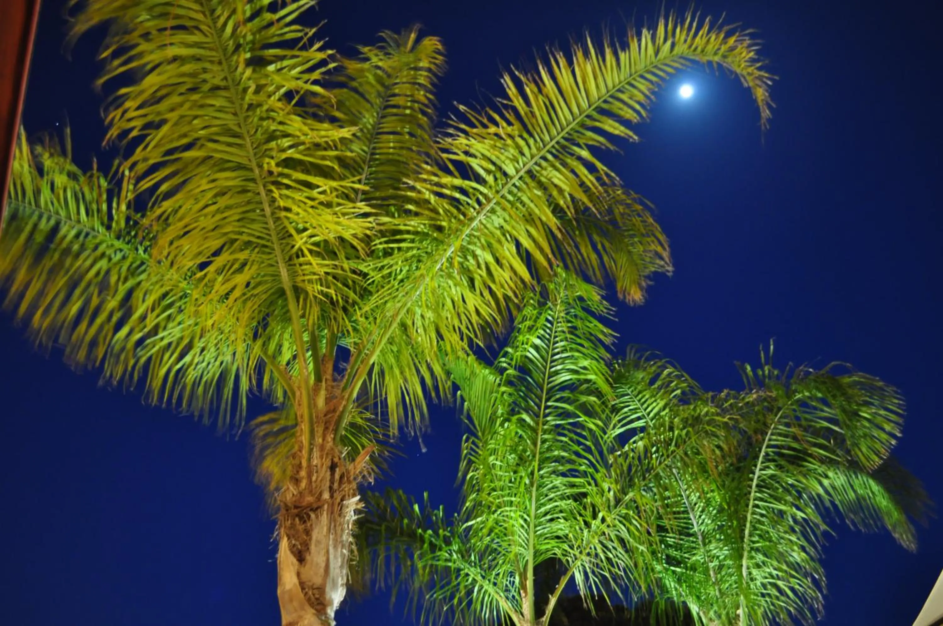 Garden in 7 Contrade