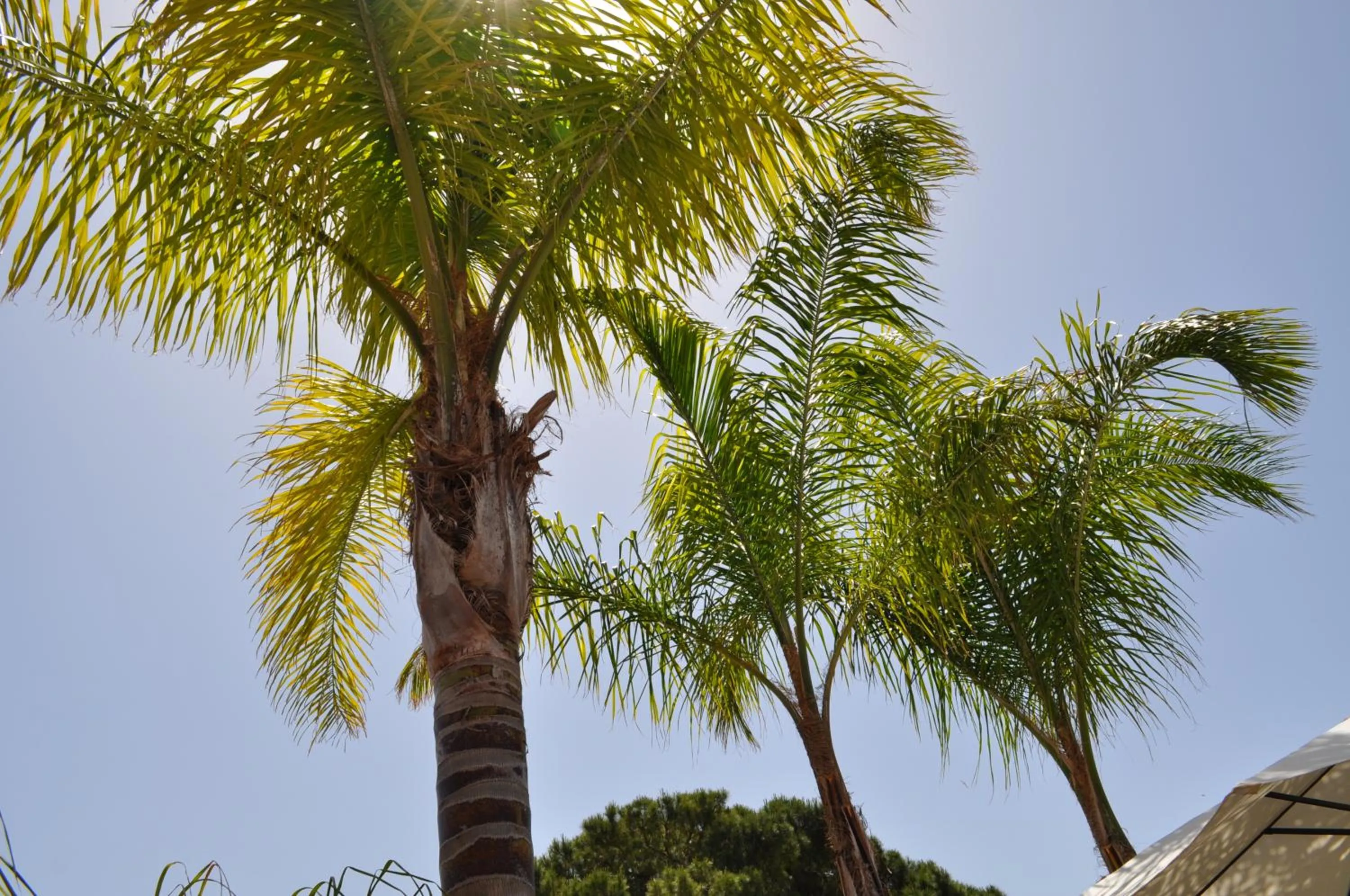 Garden in 7 Contrade