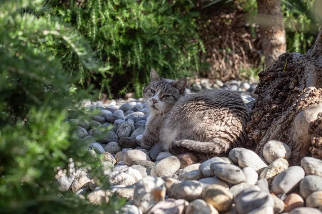 Animals in Residence Hotel Maxi