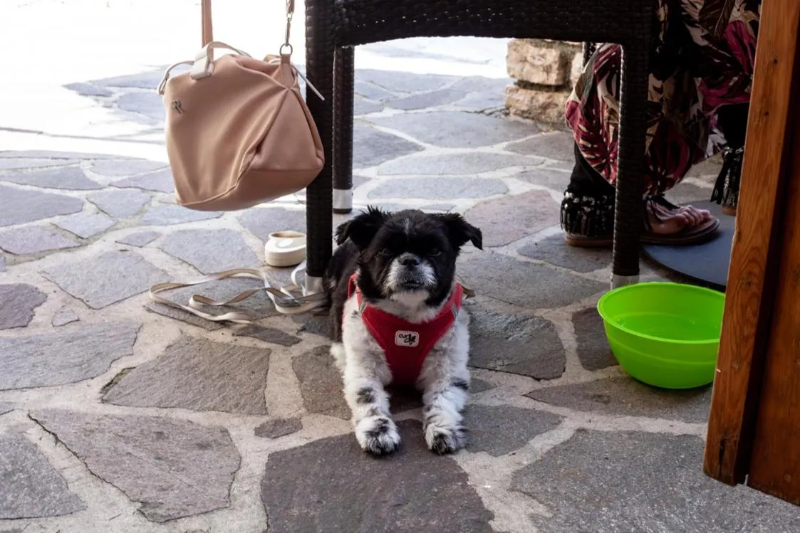 Animals in Residence Hotel Maxi