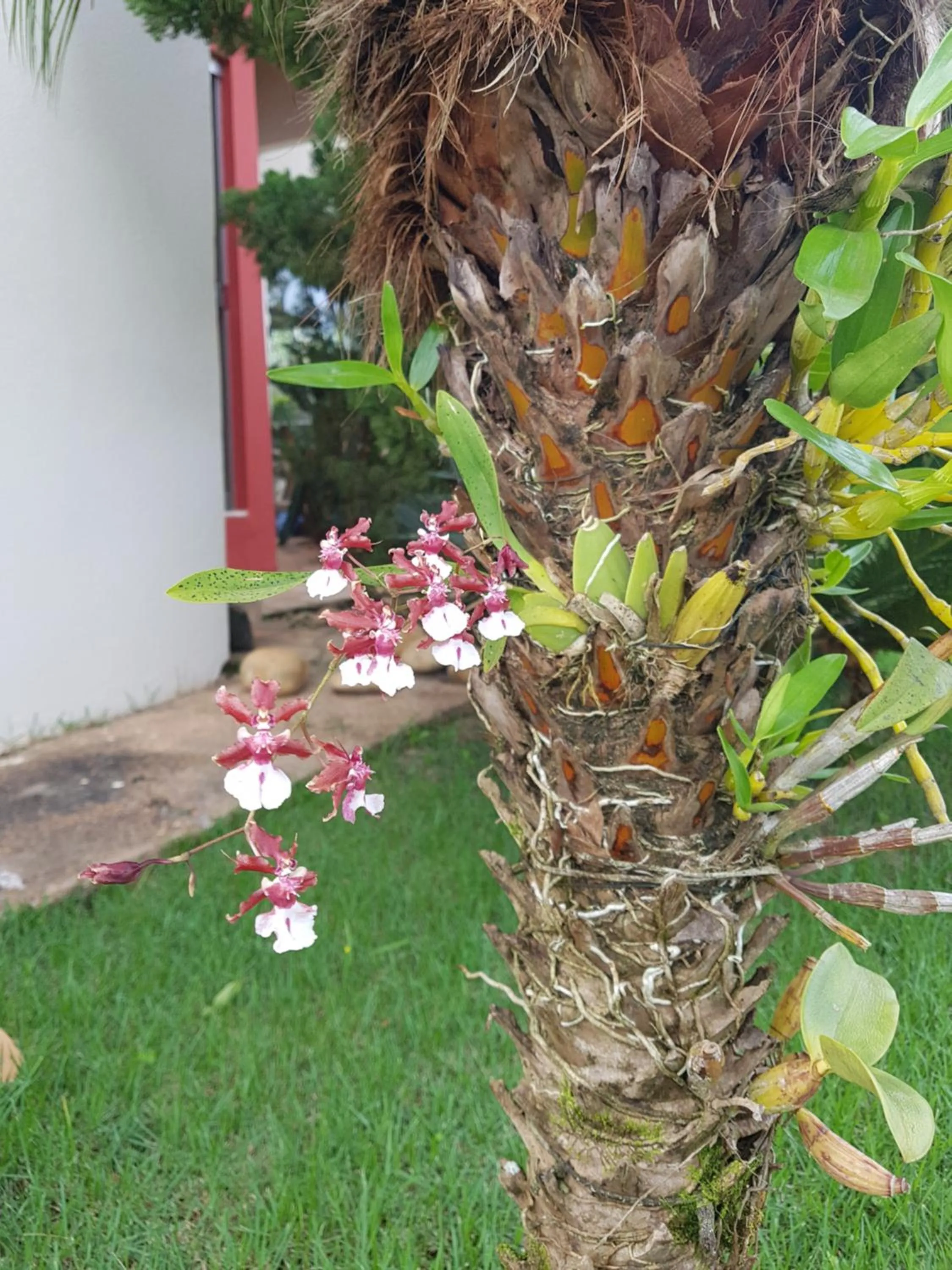 Garden in Pousada das Orquídeas