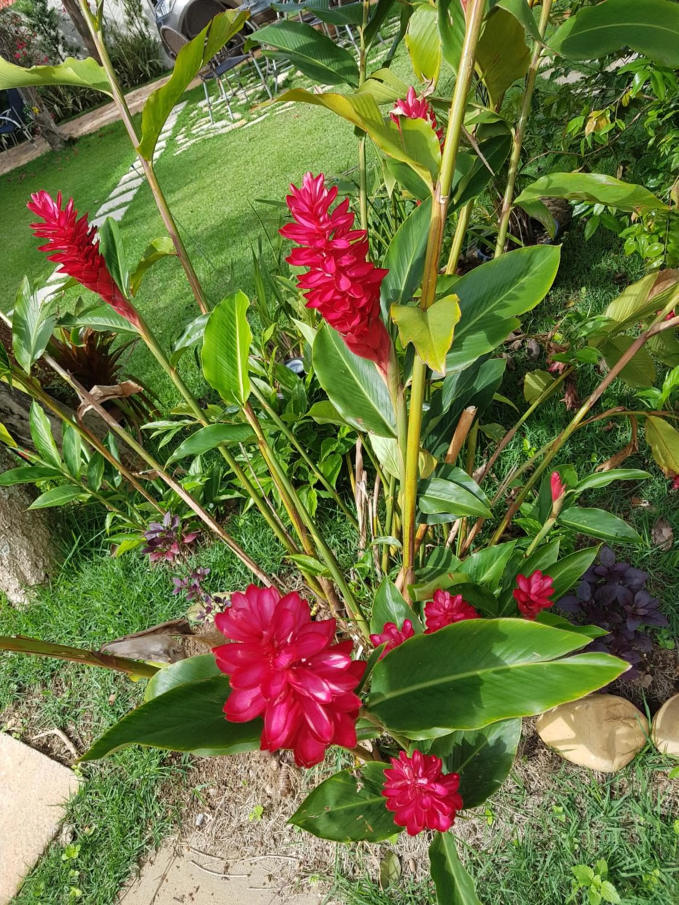 Garden in Pousada das Orquídeas