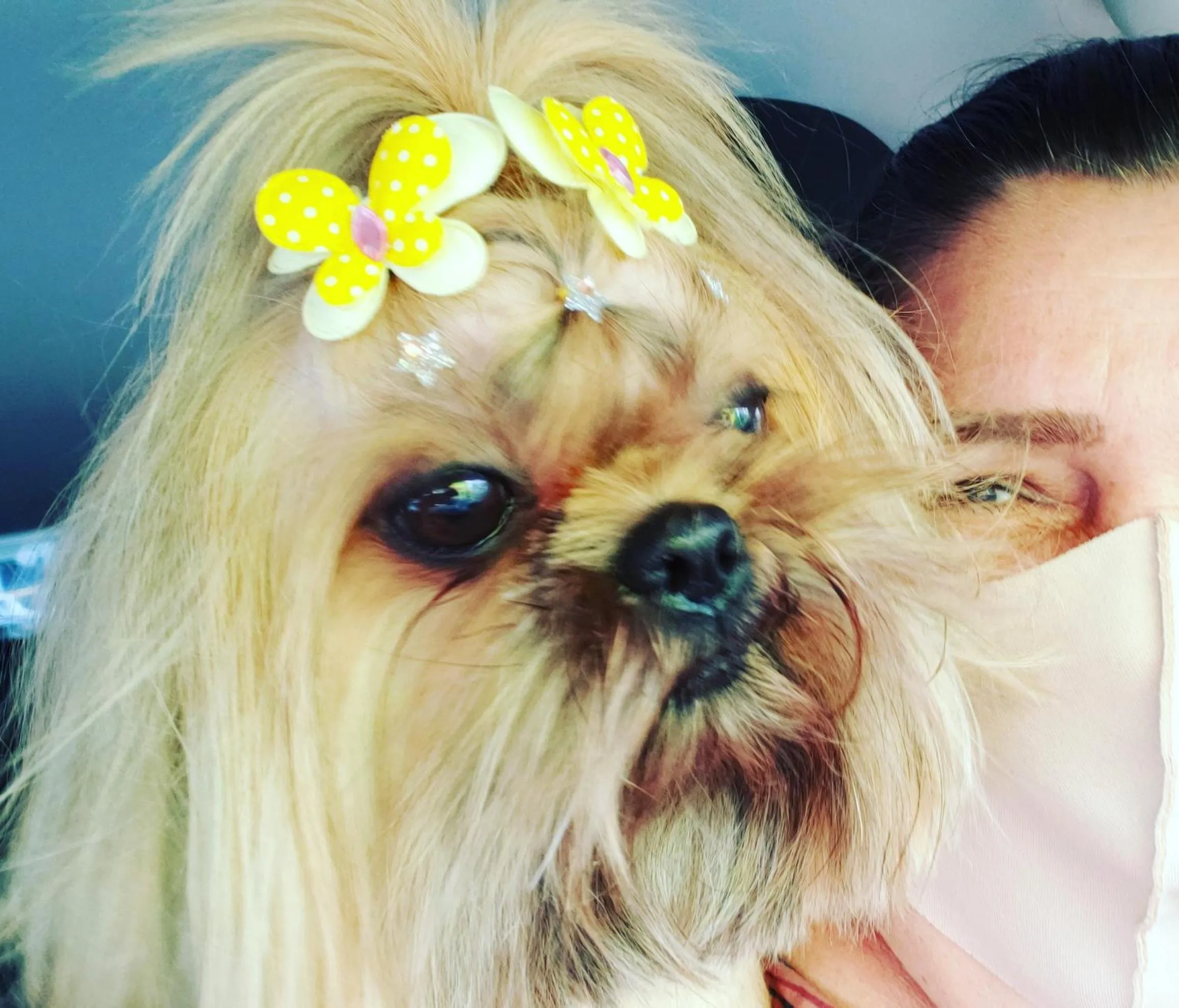 Pets in Pousada das Orquídeas