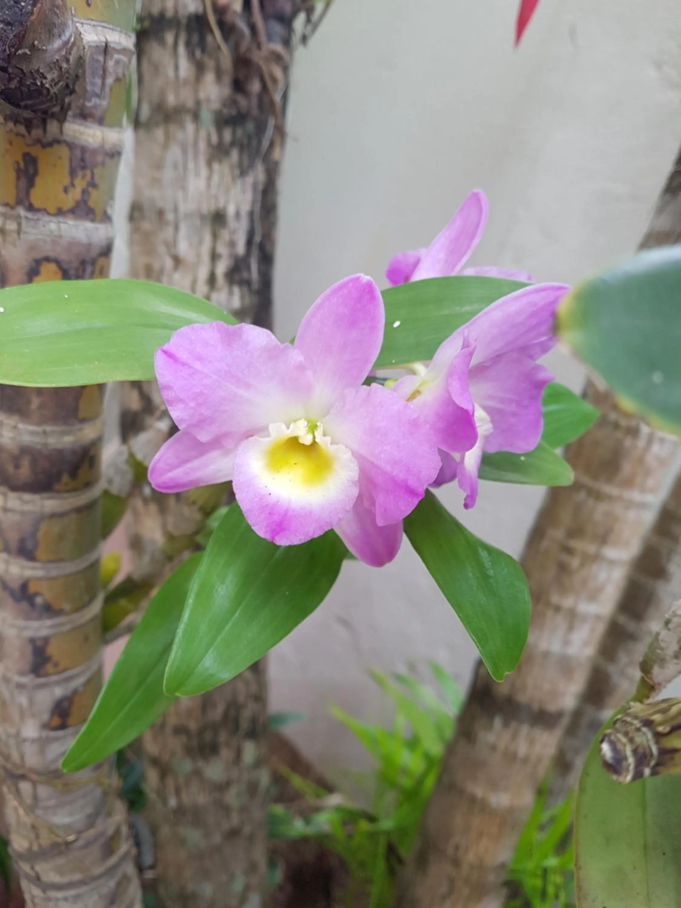 Garden in Pousada das Orquídeas