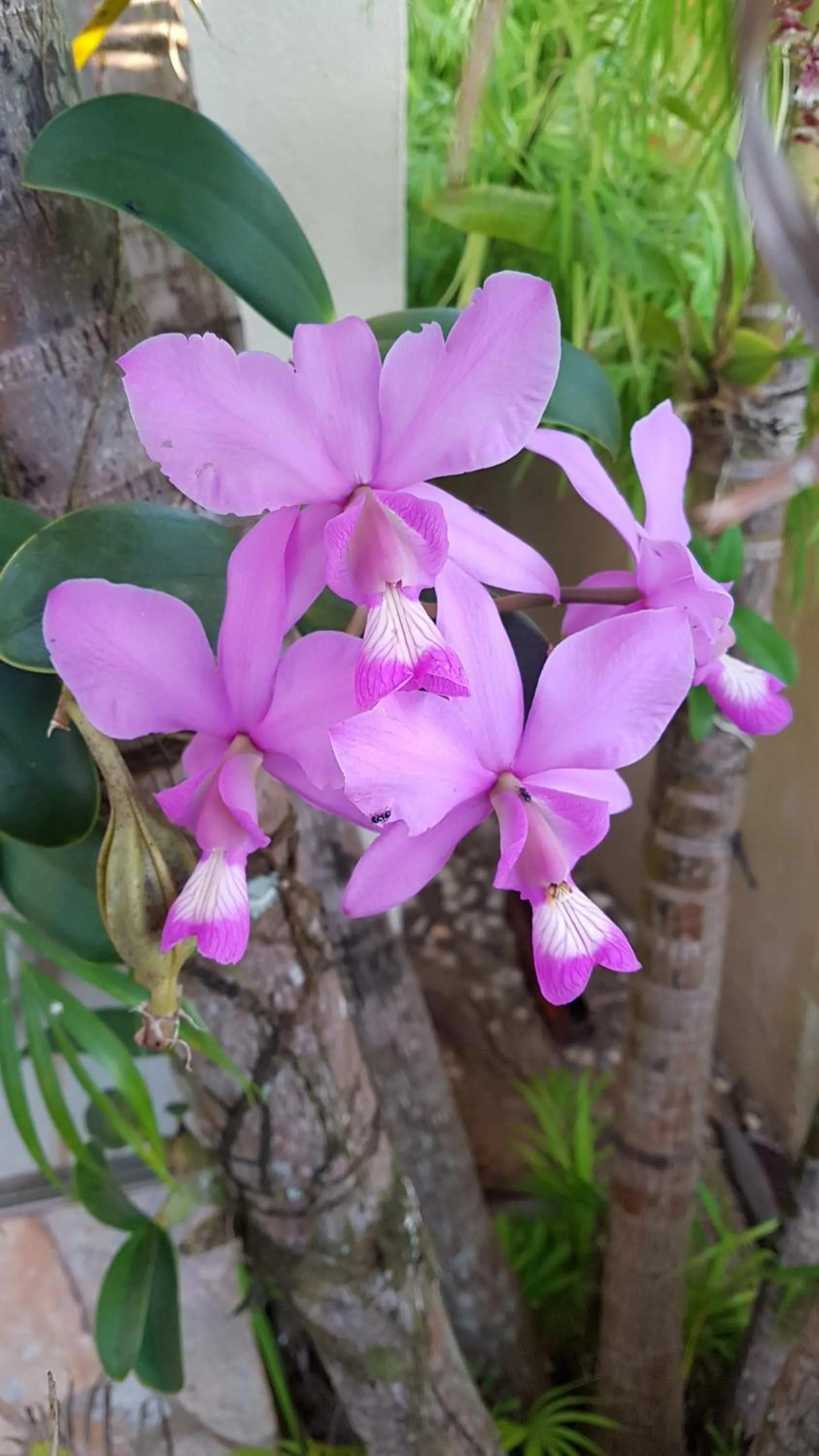 Garden in Pousada das Orquídeas