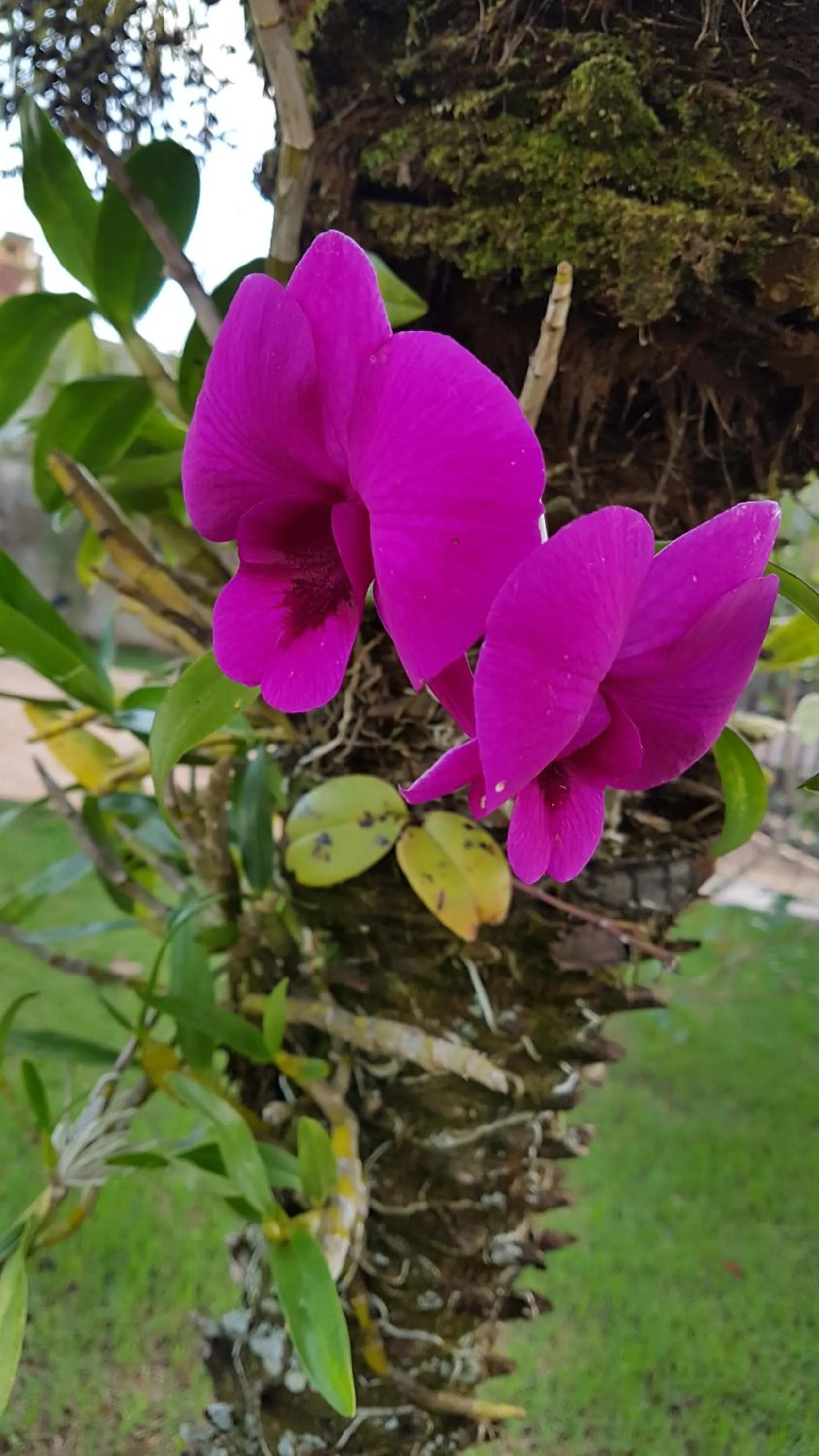 Garden in Pousada das Orquídeas