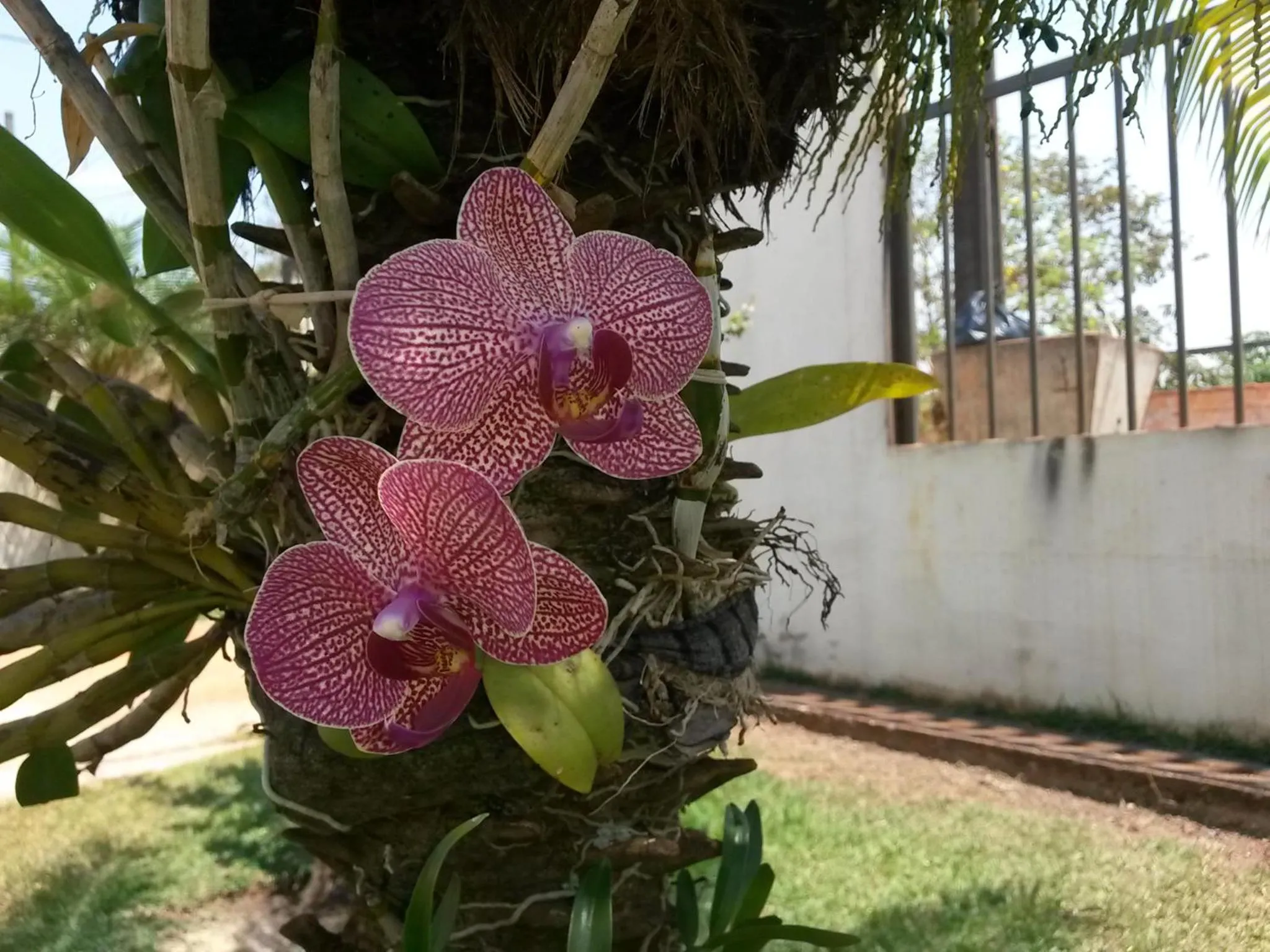 Garden in Pousada das Orquídeas