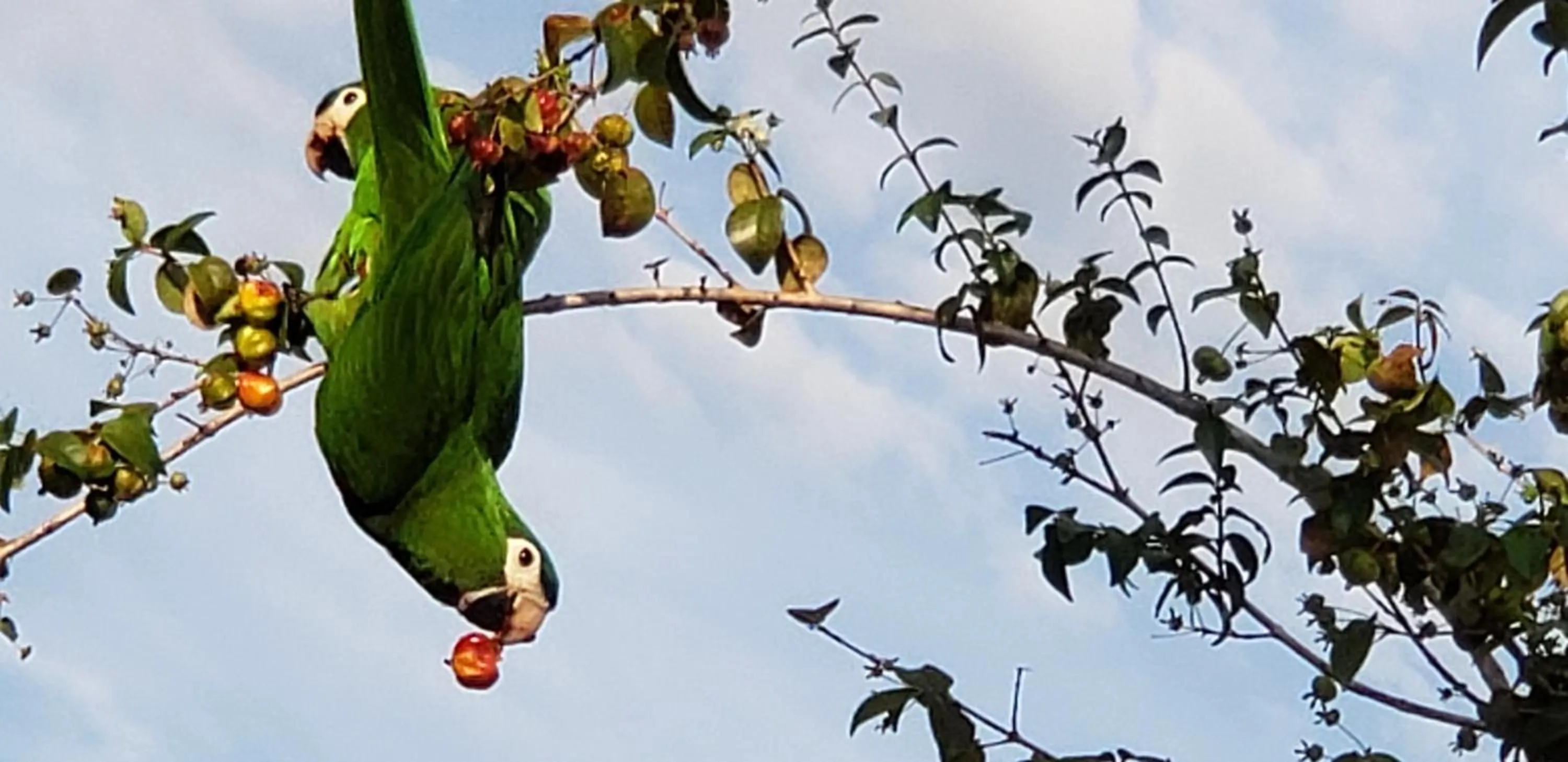 Animals in Pousada das Orquídeas