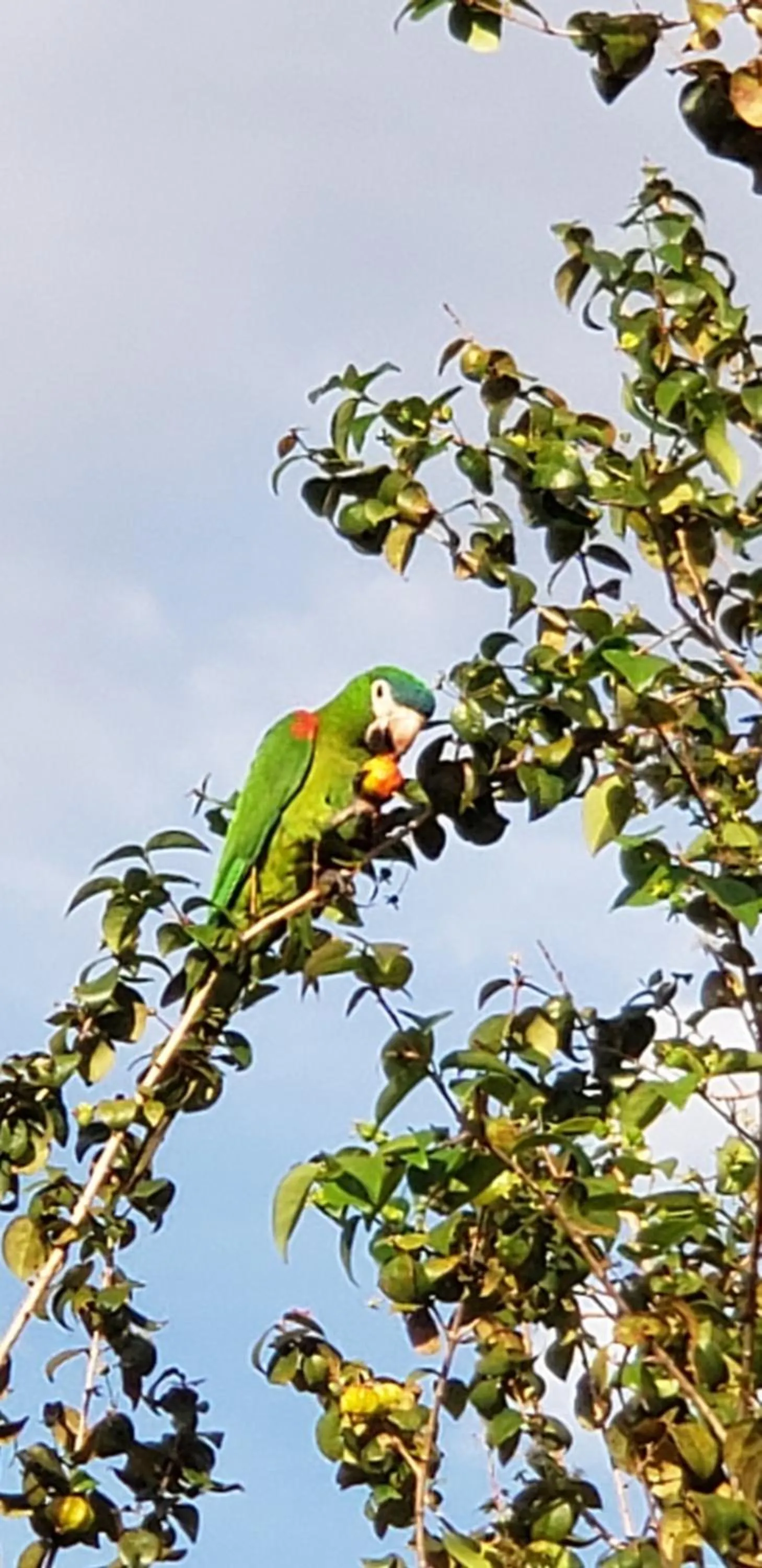 Animals in Pousada das Orquídeas