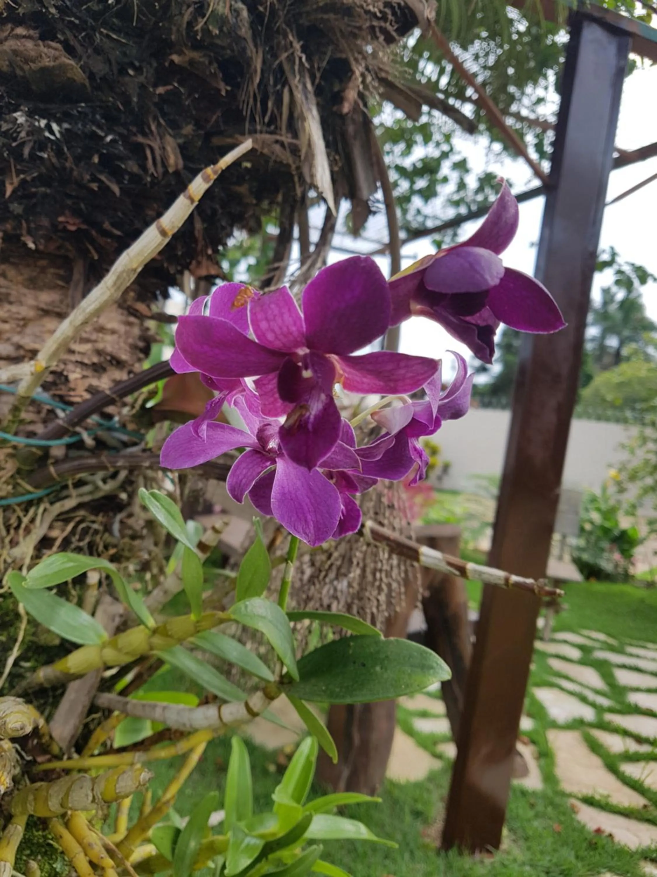 Garden in Pousada das Orquídeas