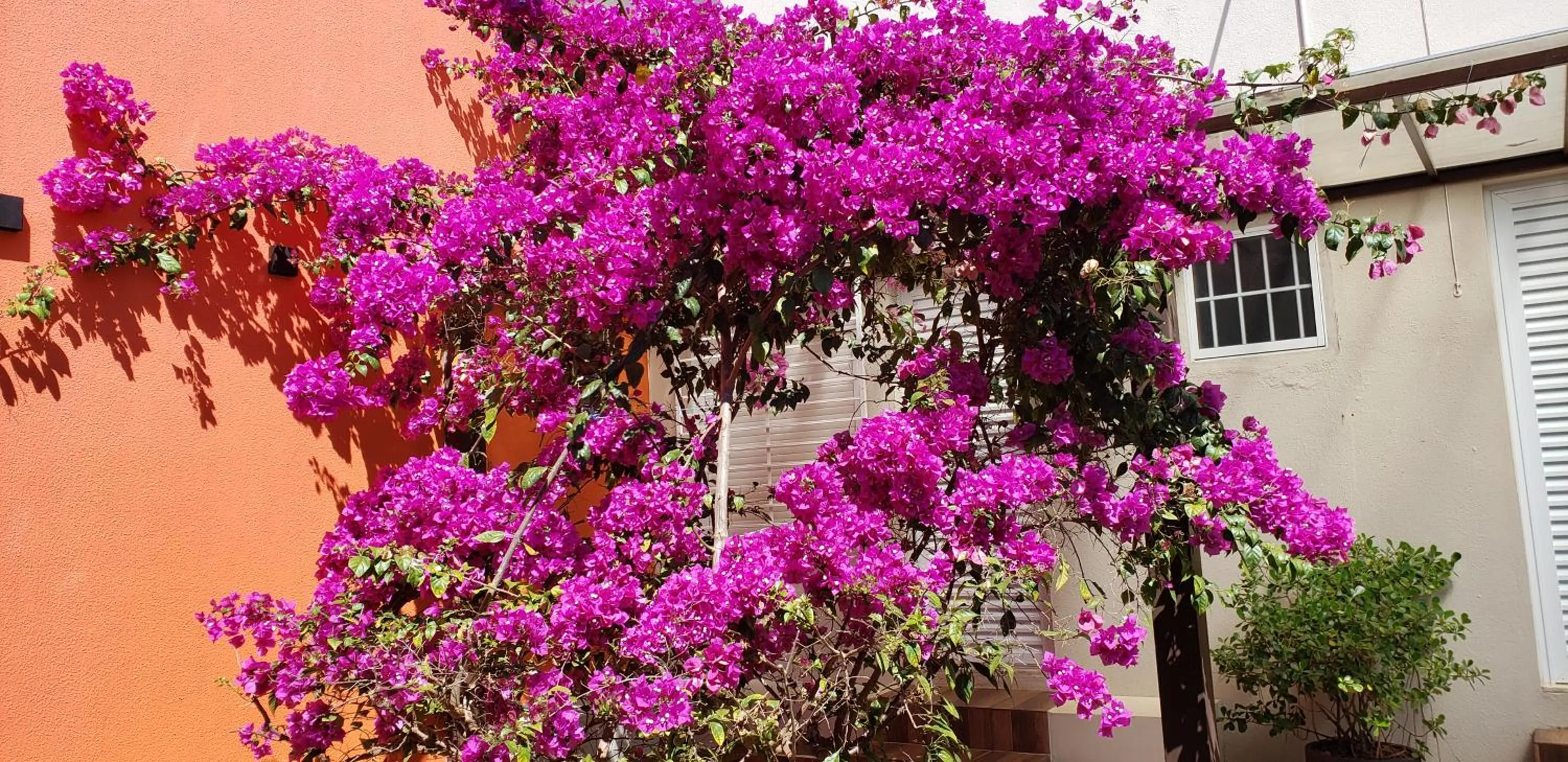 Garden view in Pousada das Orquídeas