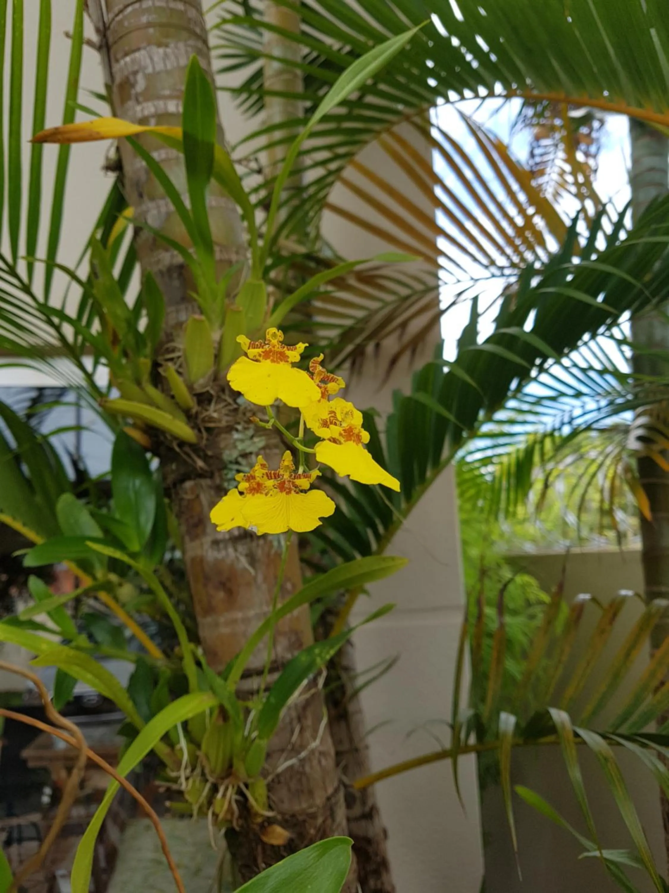 Garden in Pousada das Orquídeas