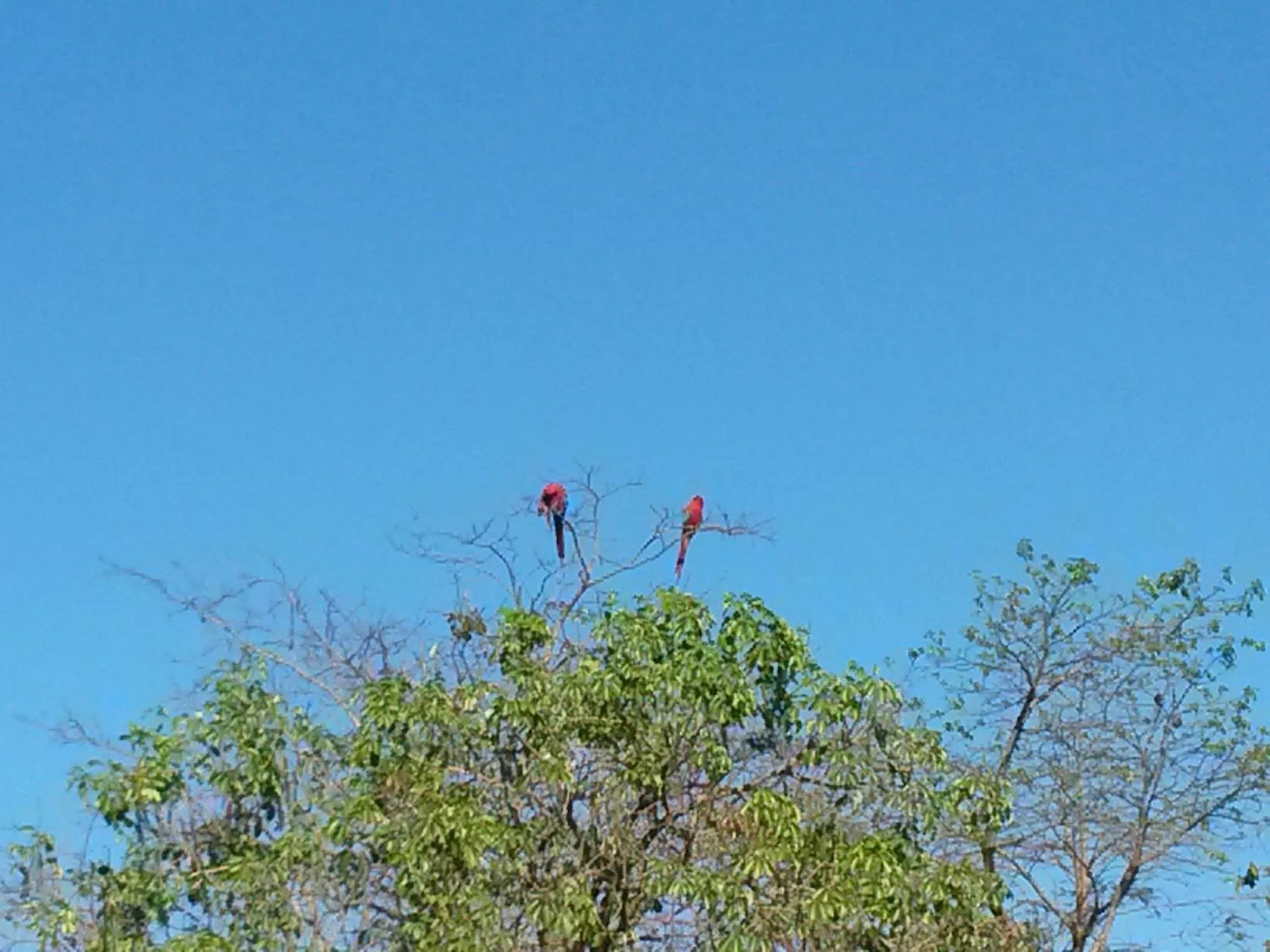 Animals in Pousada das Orquídeas