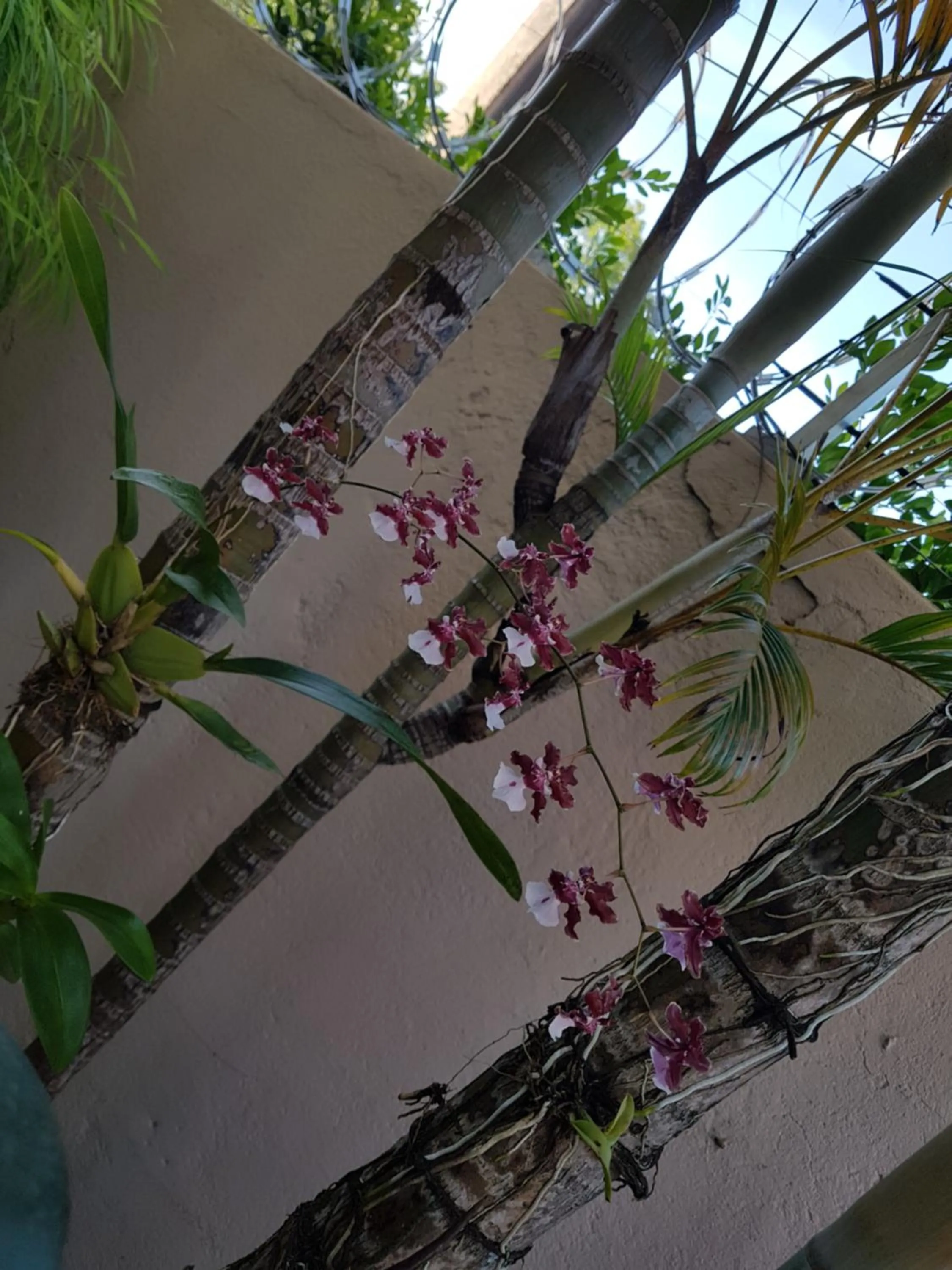 Garden in Pousada das Orquídeas
