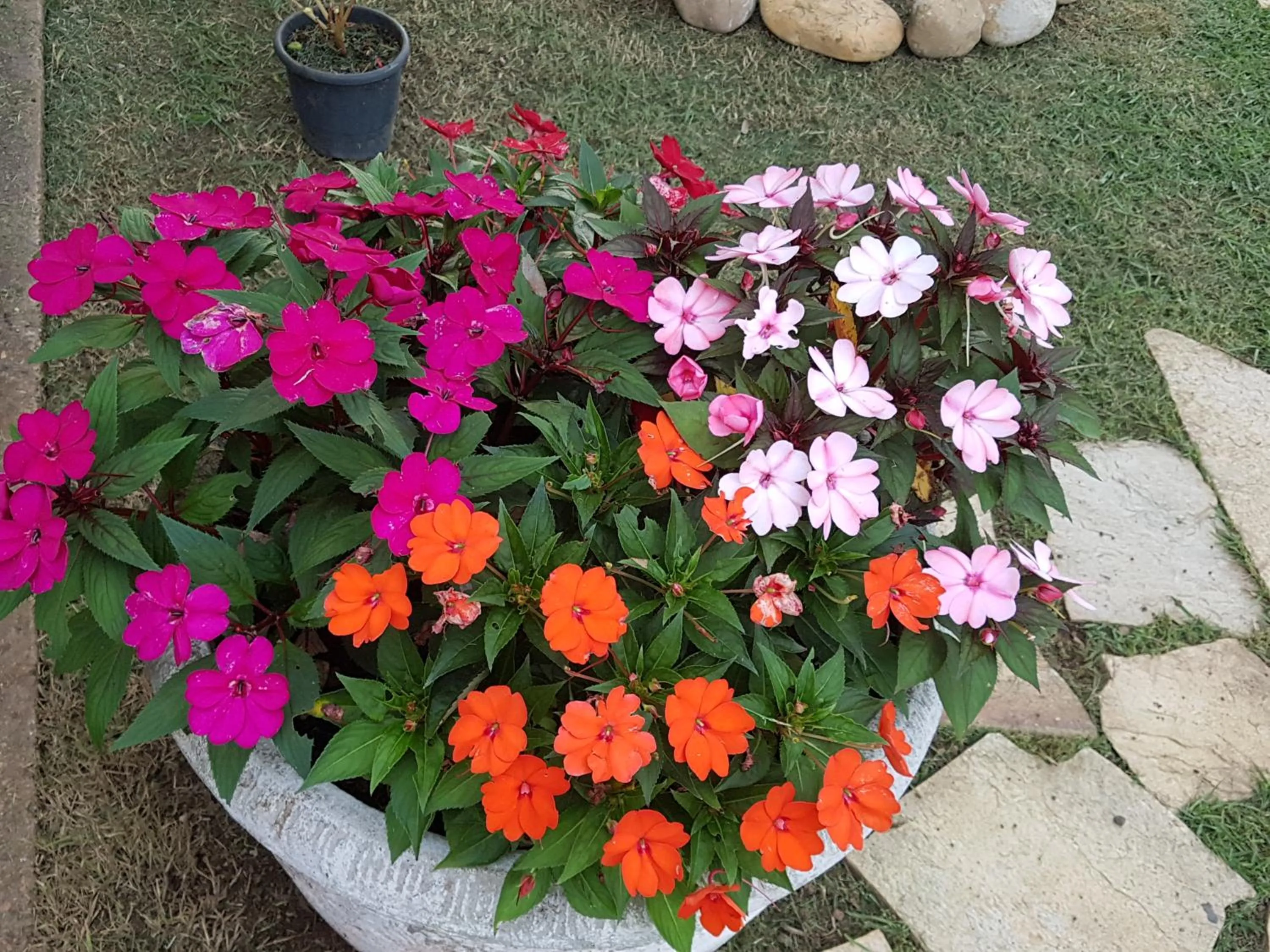 Garden in Pousada das Orquídeas