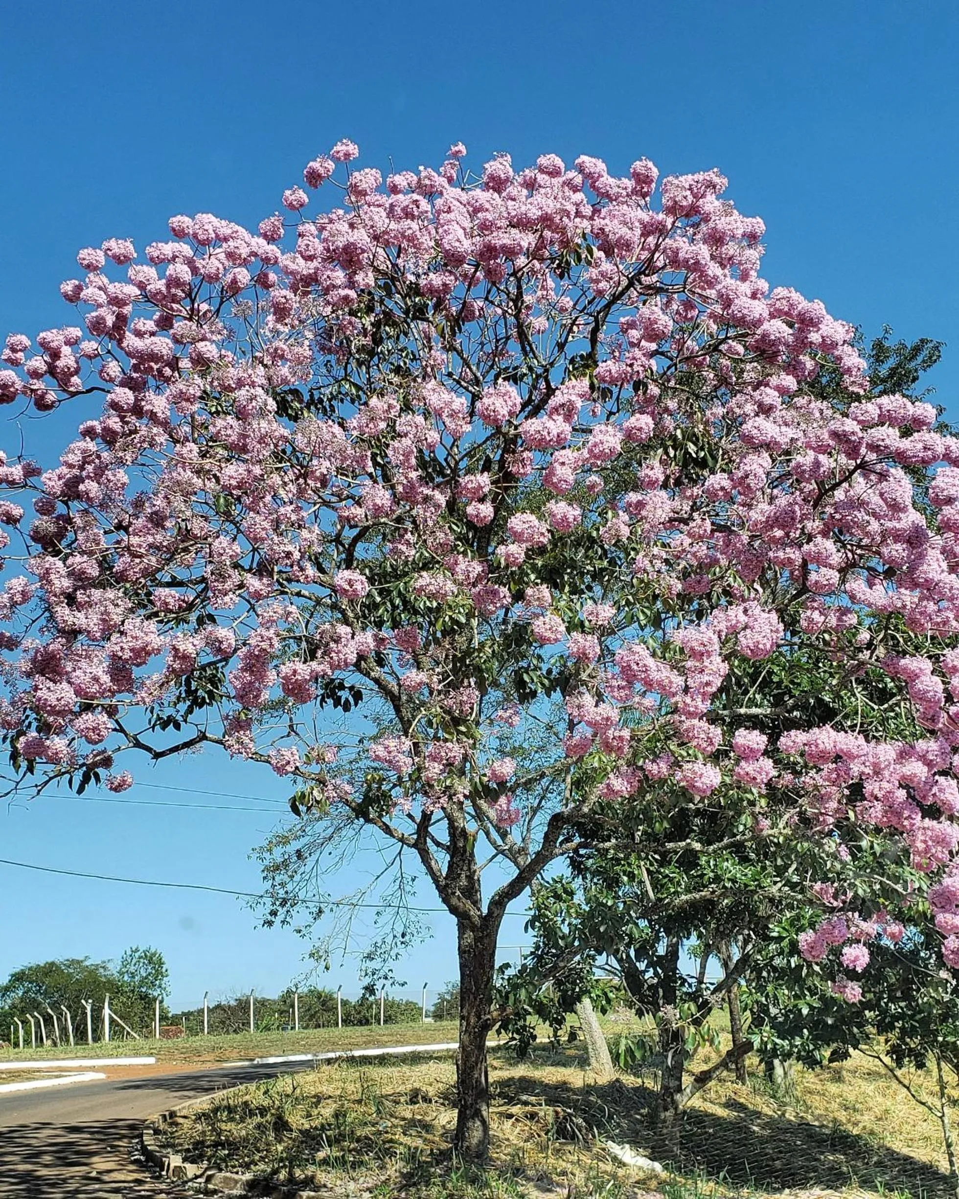Natural landscape in Pousada das Orquídeas