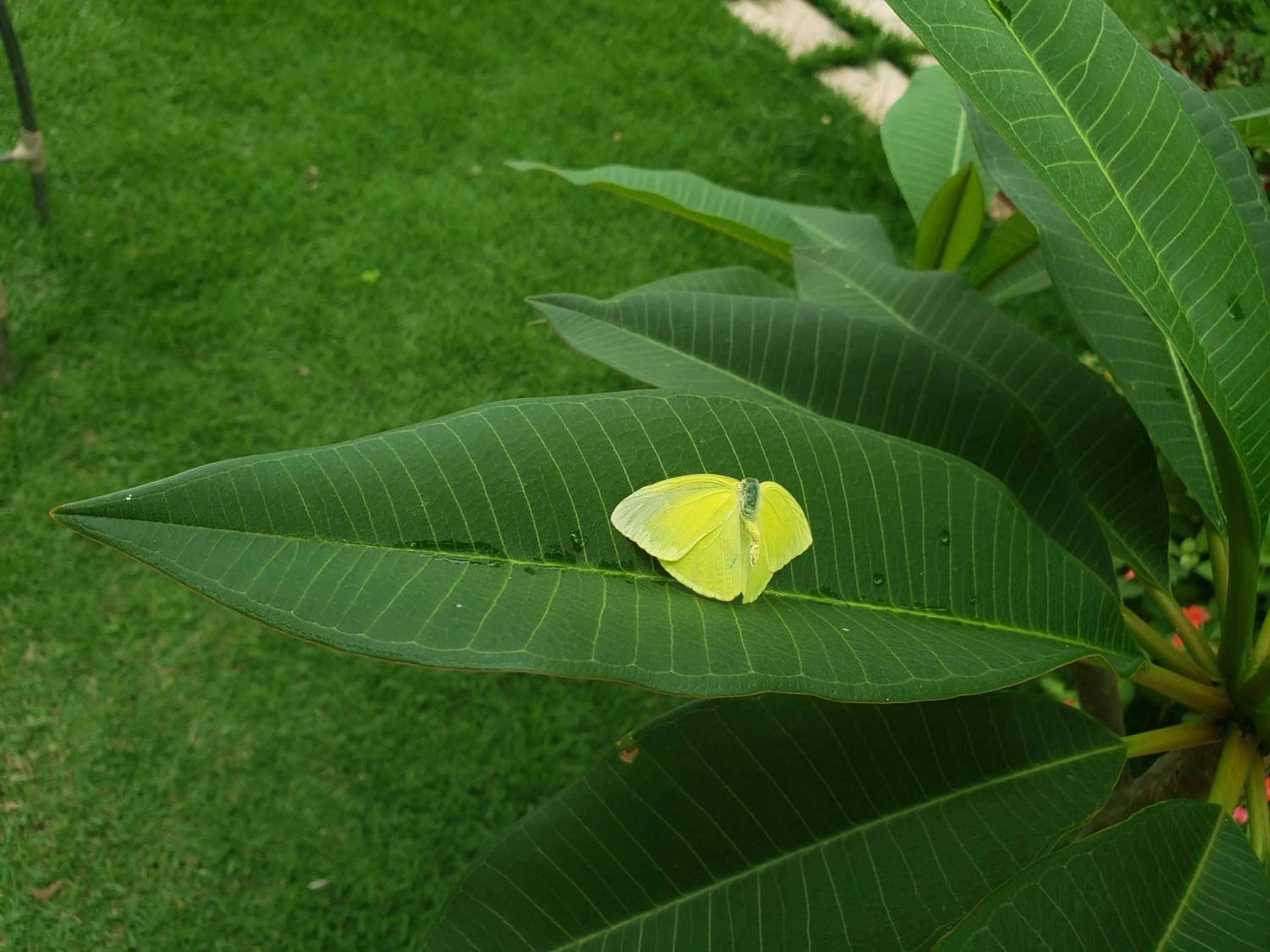 Animals in Pousada das Orquídeas