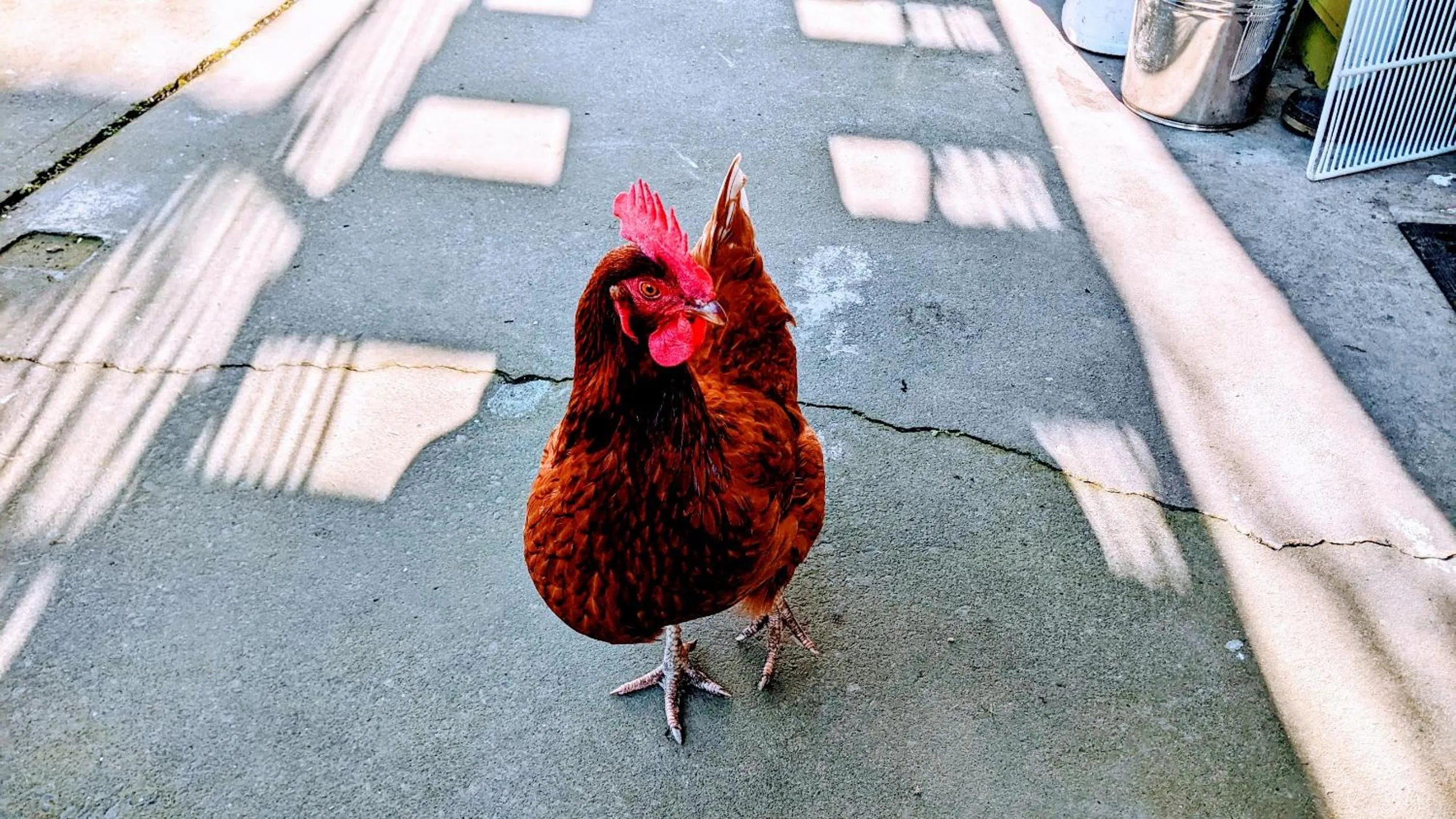 Garden in Around The World Backpackers