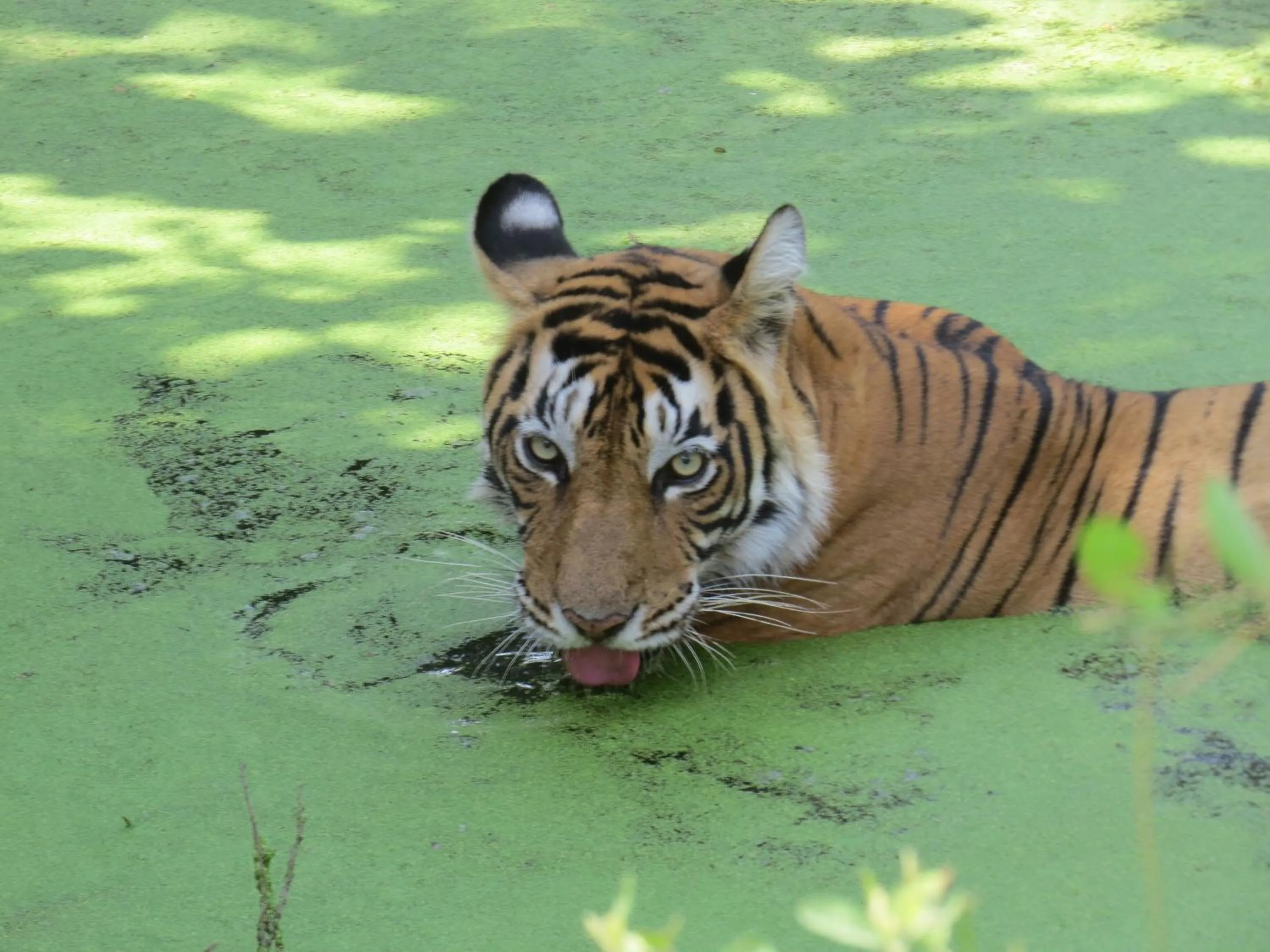 Animals in Rajputana Heritage