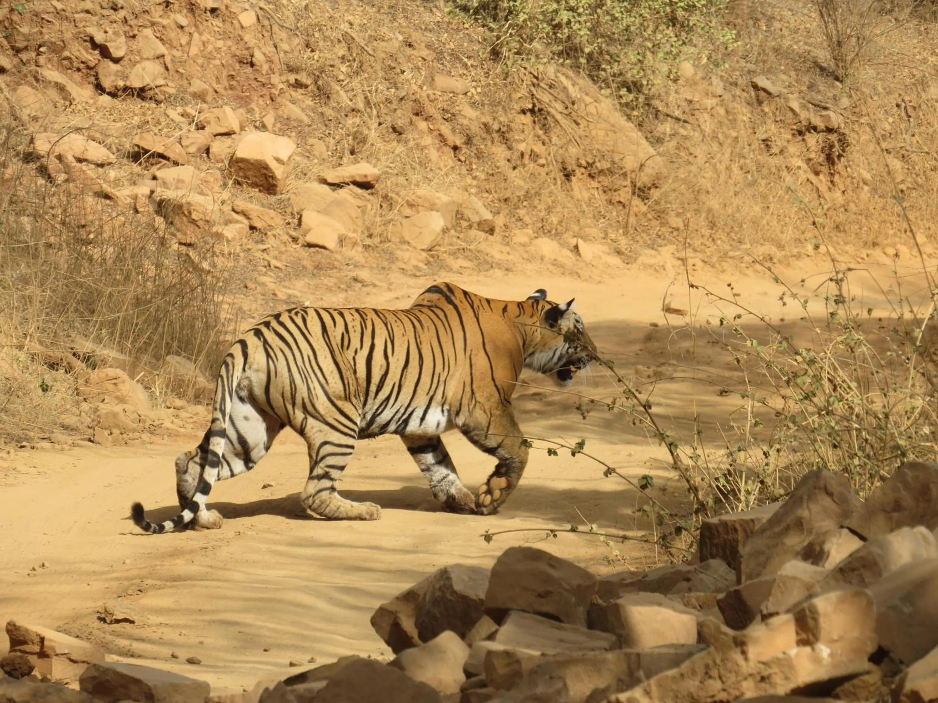 Animals in Rajputana Heritage