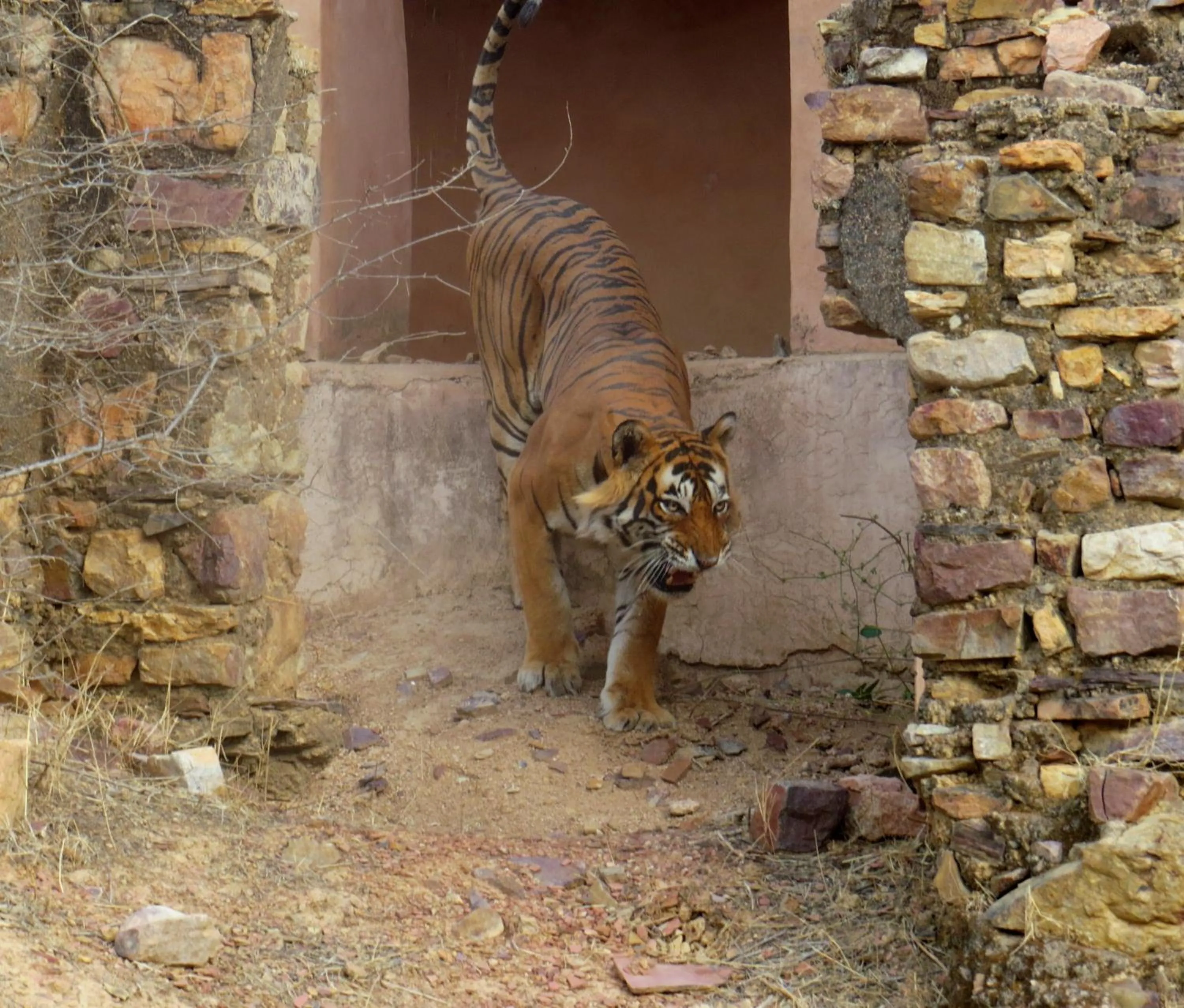 Animals in Rajputana Heritage