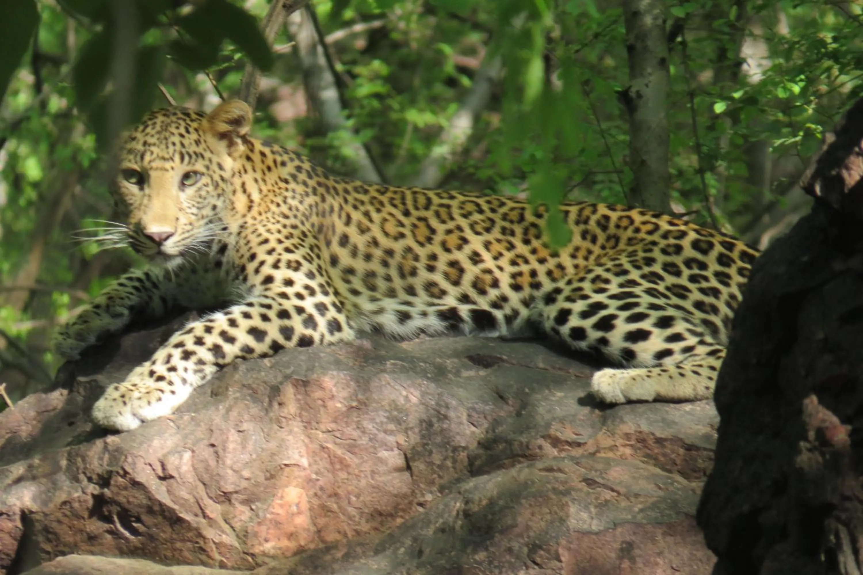 Animals in Rajputana Heritage