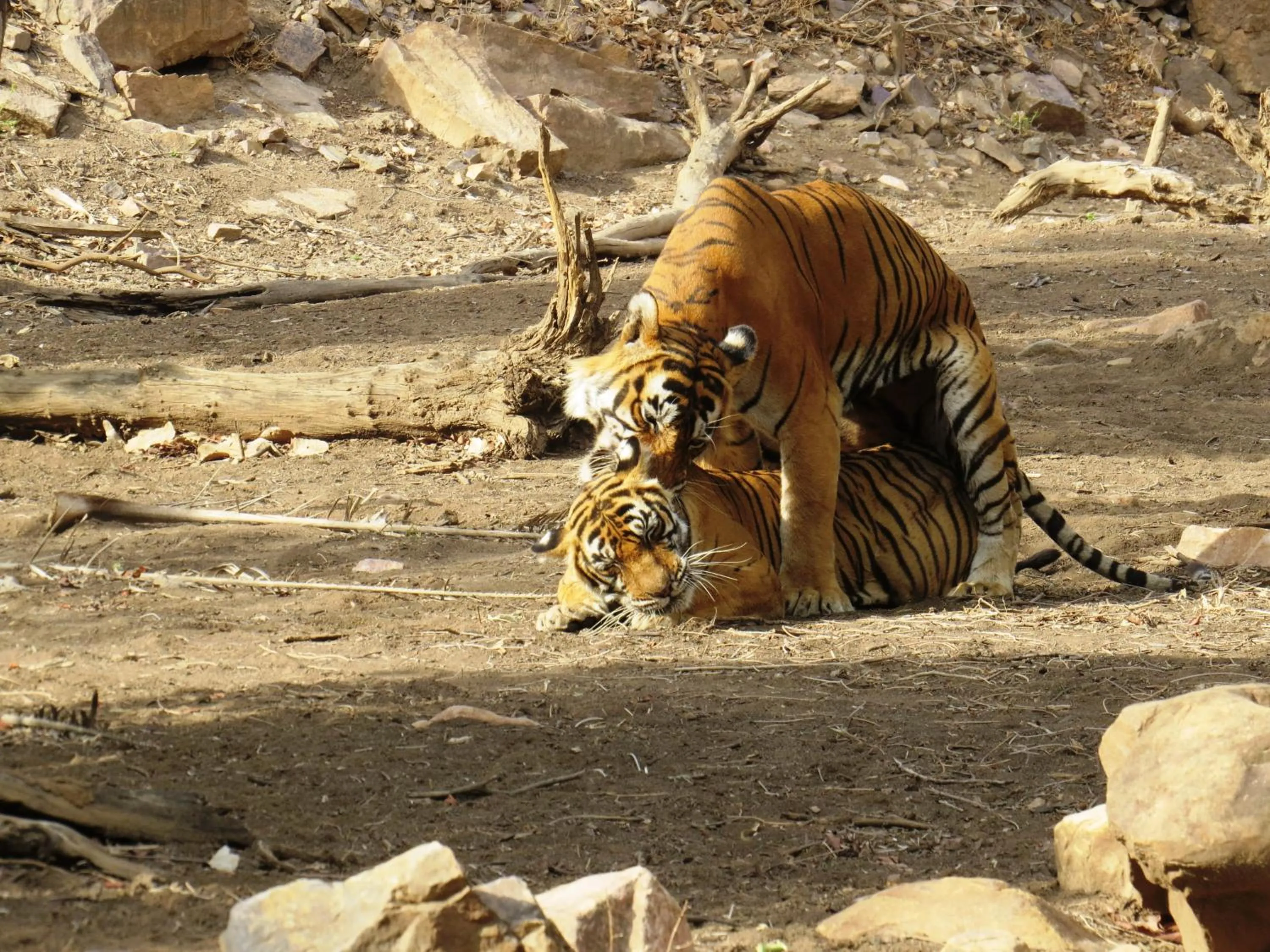 Animals in Rajputana Heritage