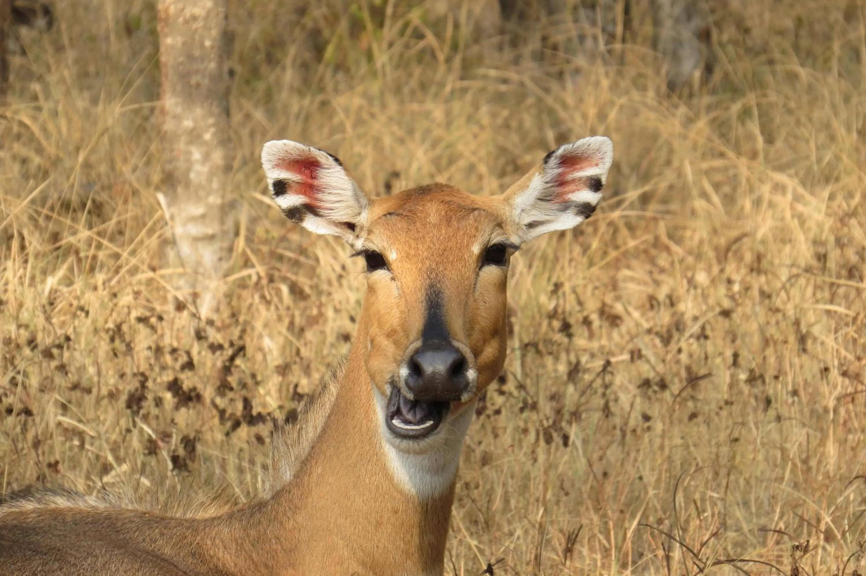 Animals in Rajputana Heritage