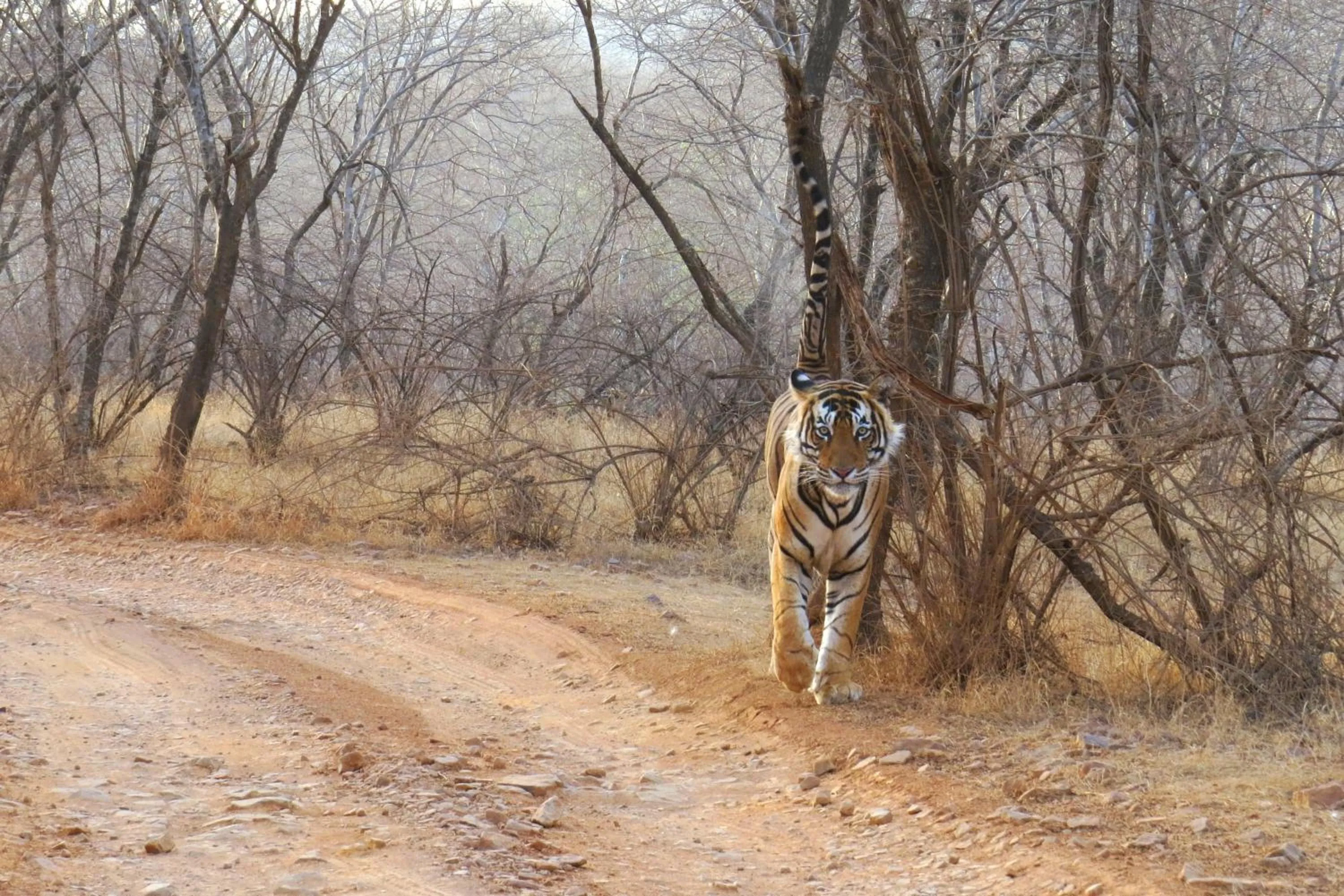 Animals in Rajputana Heritage