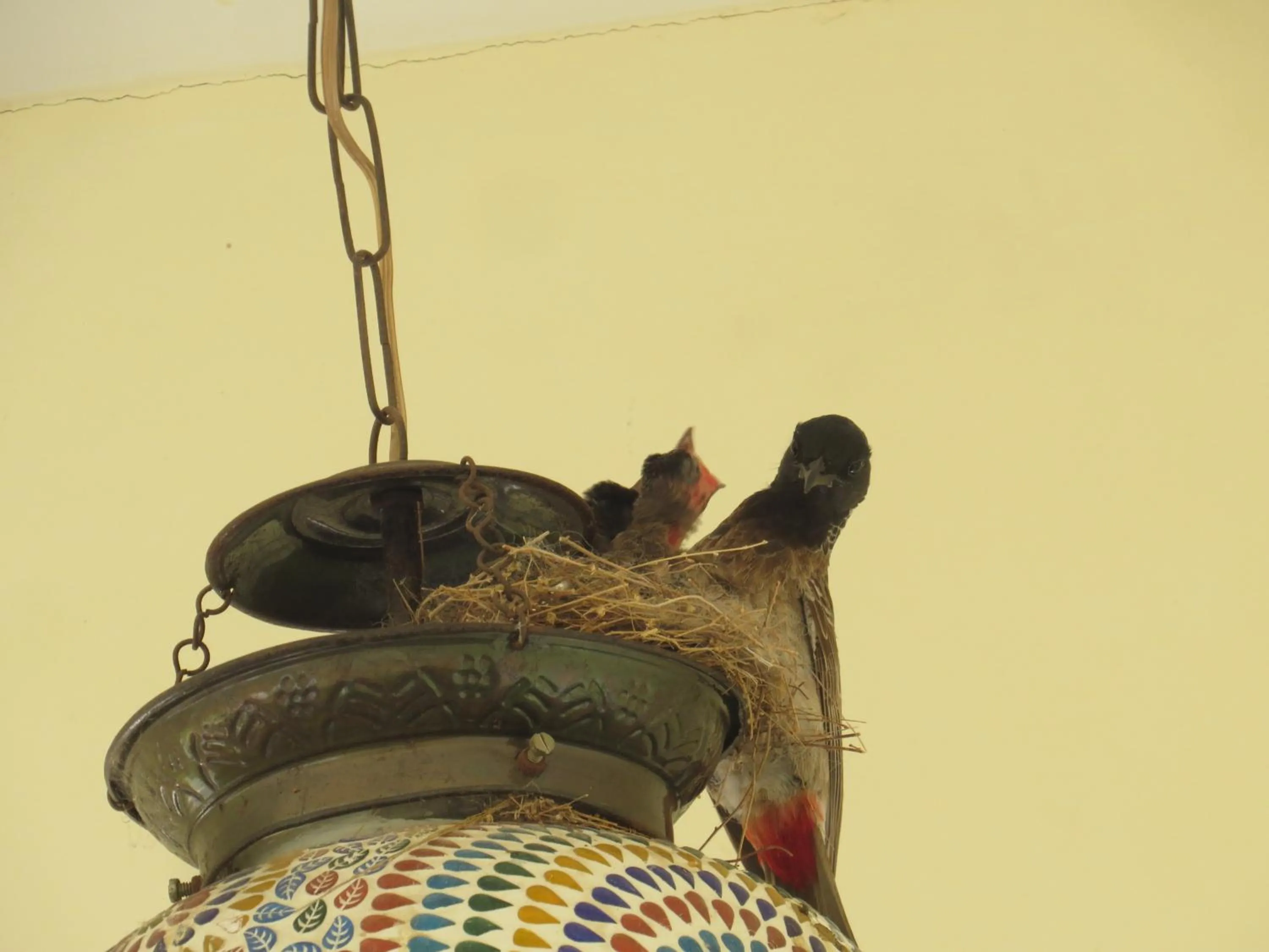 Restaurant/places to eat in Rajputana Heritage