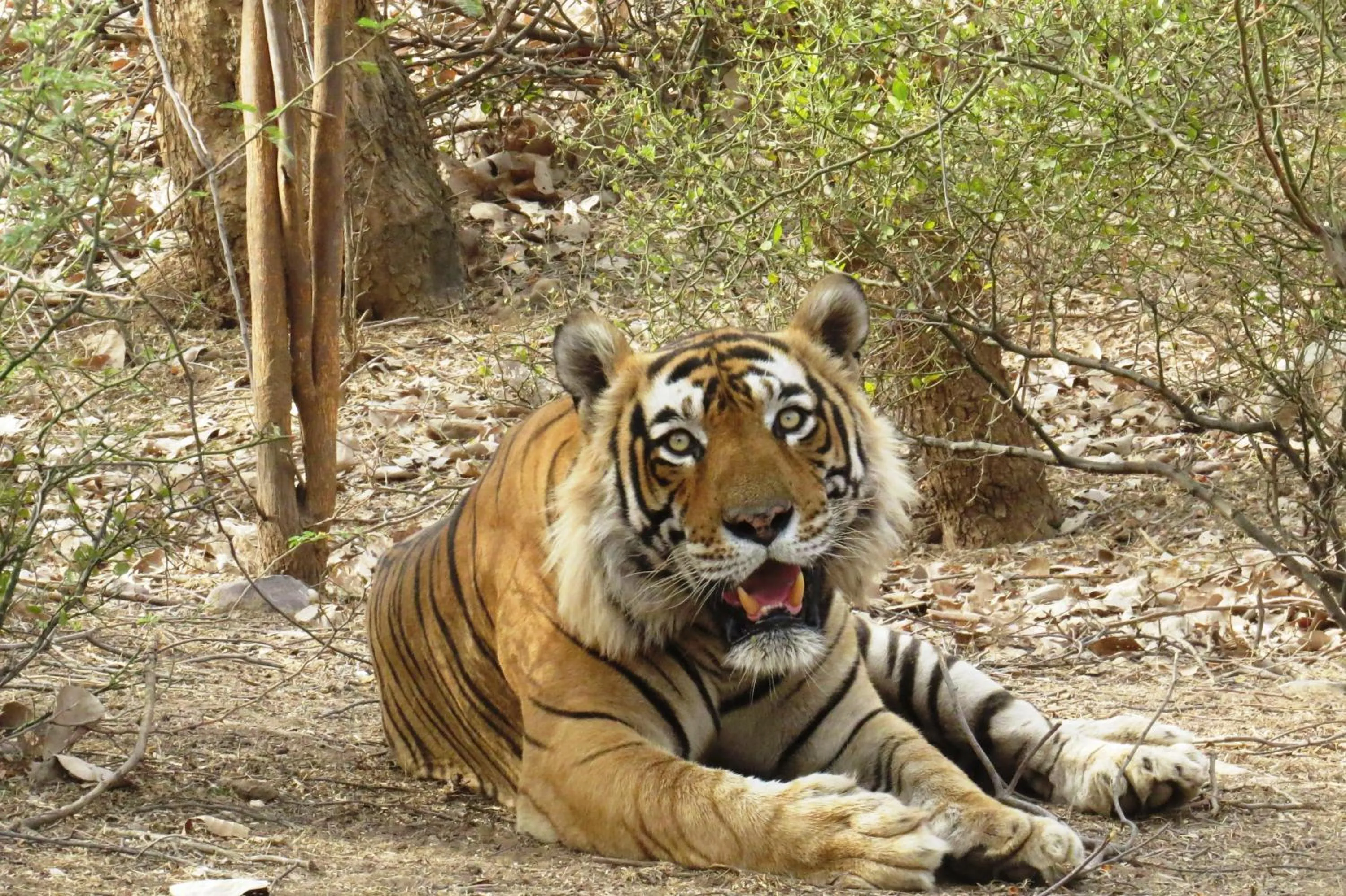 Animals in Rajputana Heritage